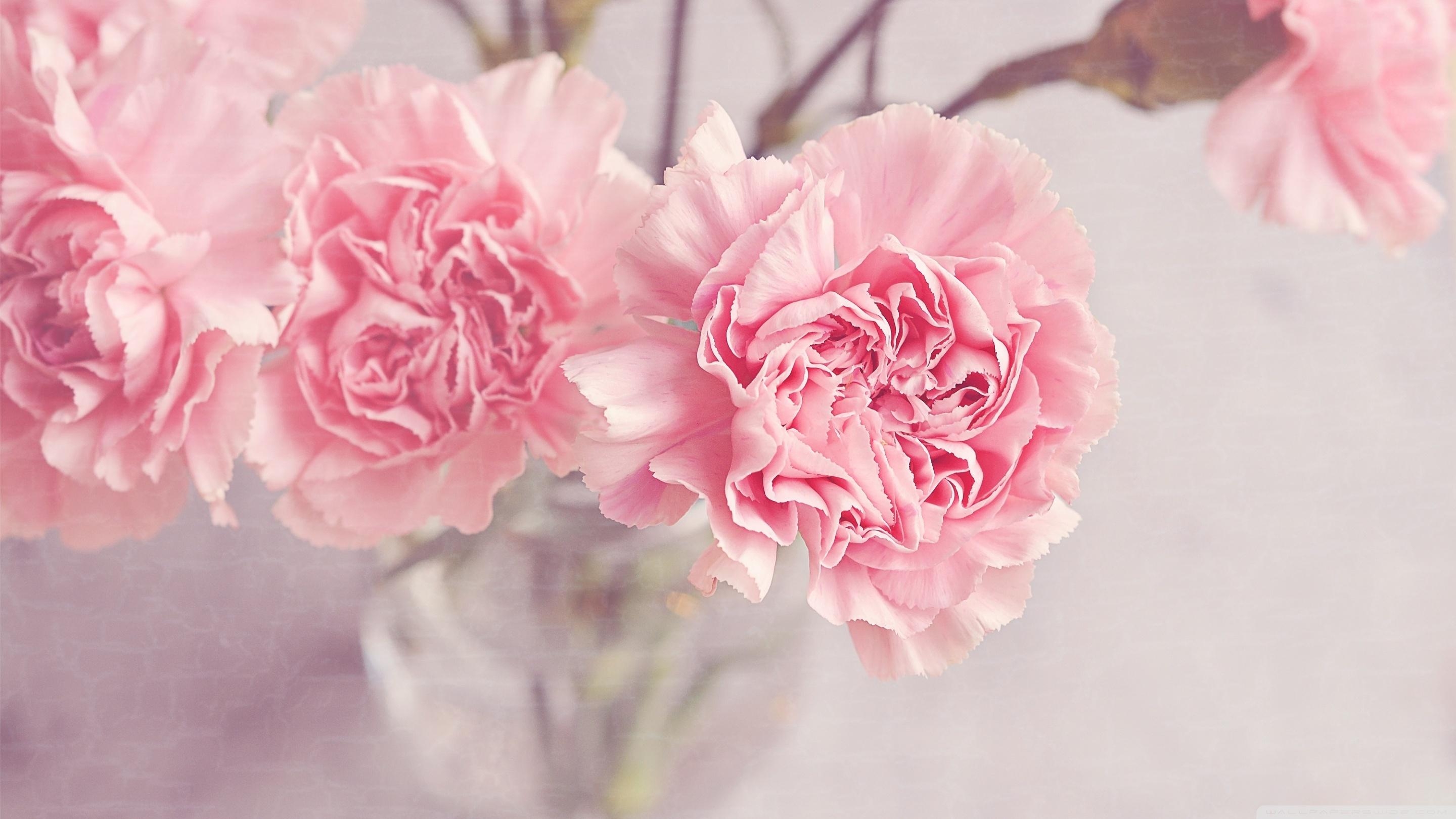 2880x1620 Light Pink Carnations Flowers in a Vase Ultra HD Desktop, Desktop