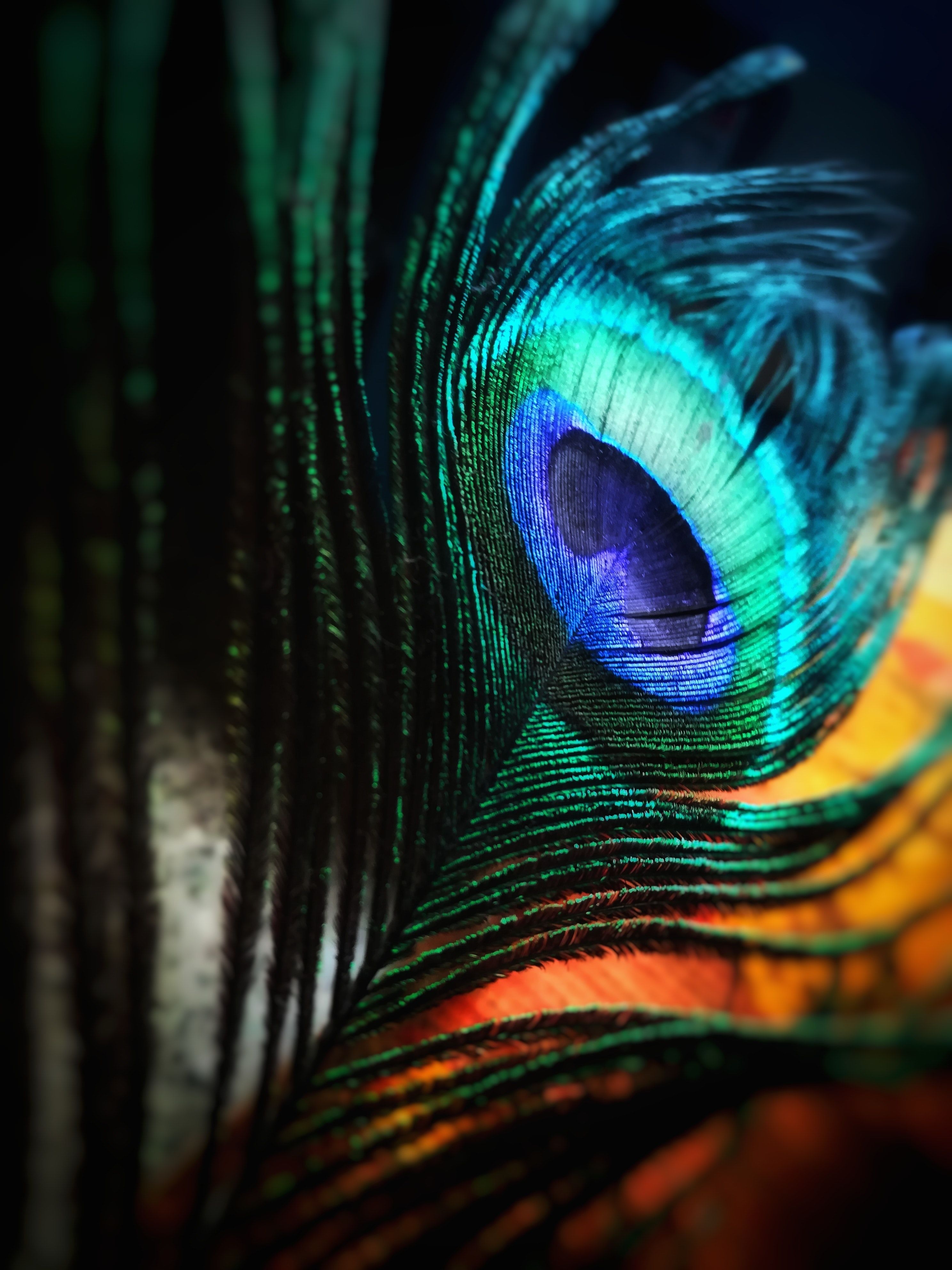 2980x3970 Peacock Feather Wallpaper Free Peacock Feather Background, Phone