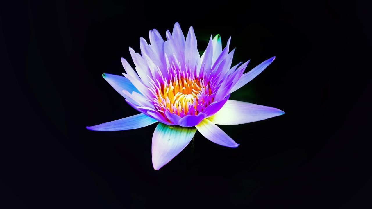 1280x720 Wallpaper Water Lily, Purple, Dark background, 4K, Flowers, Desktop