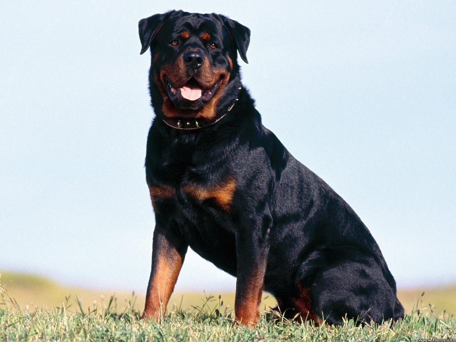 1600x1200 Rotweiler Dogs HD Wallpaper, Desktop