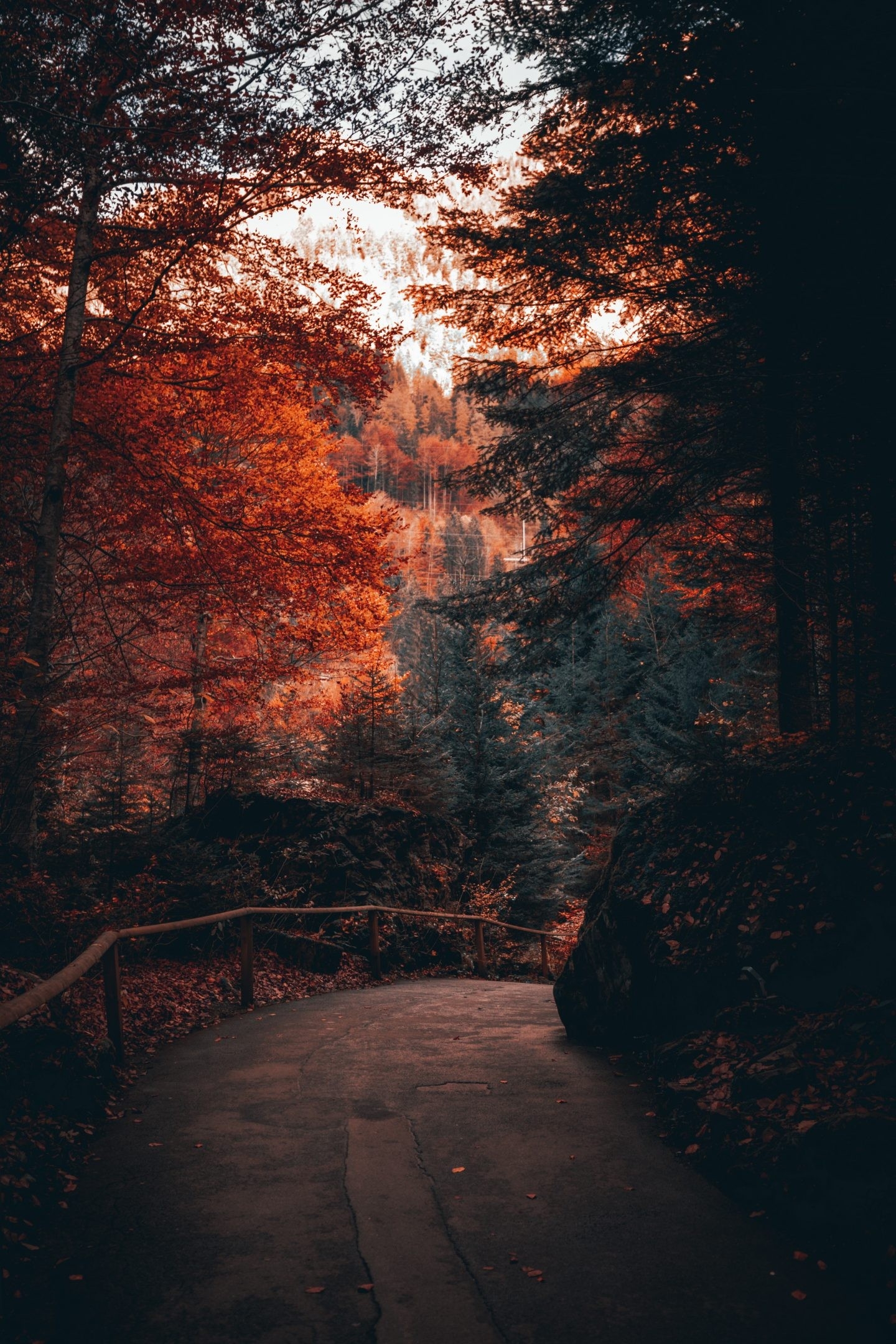 1440x2160 Free Amazing Fall Wallpaper For iPhone, Phone