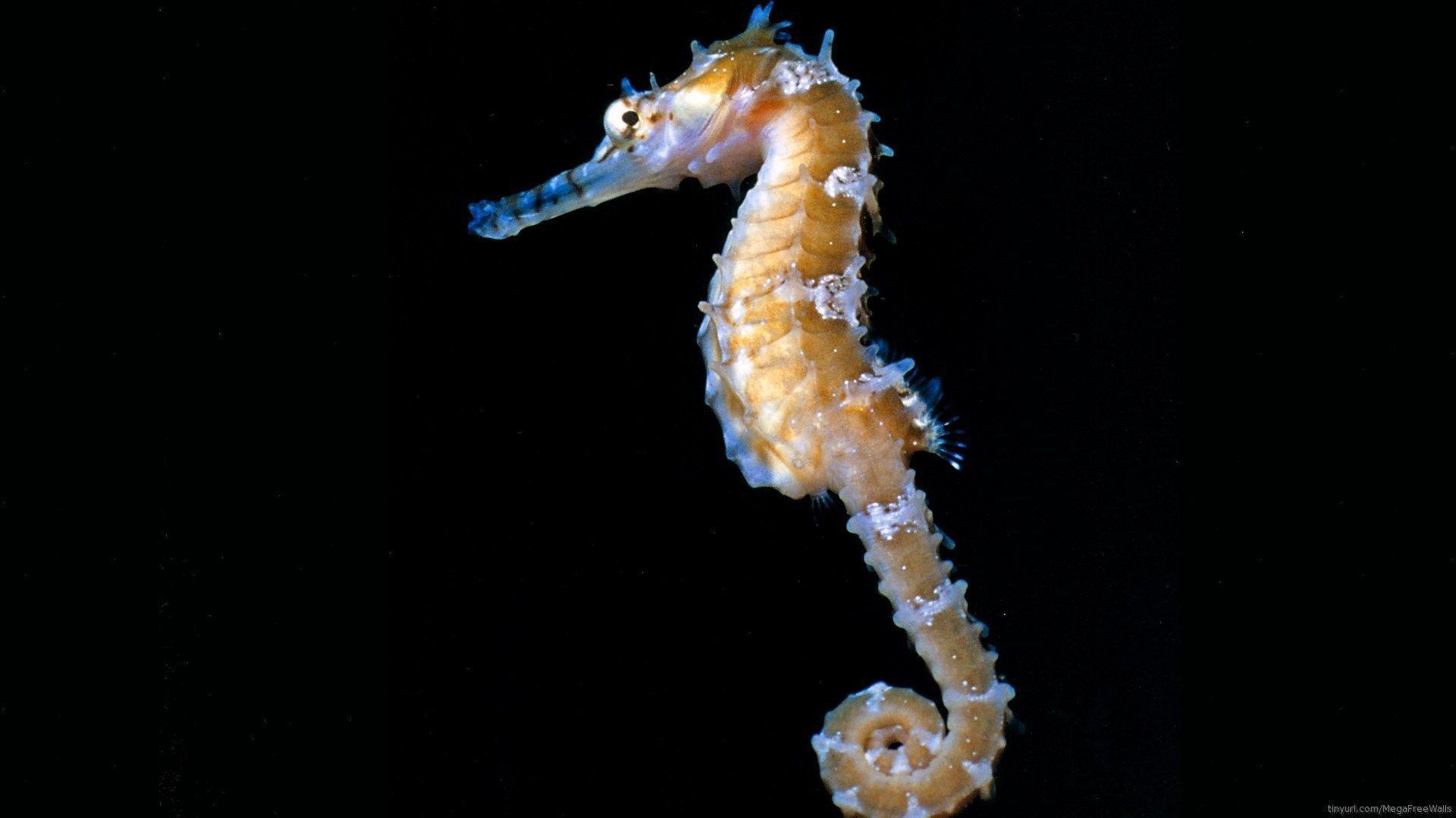 1920x1080 Seahorse Computer Wallpaper, Desktop Background  Id: 276775, Desktop