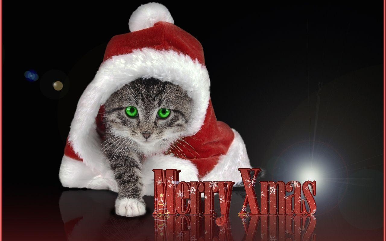 1280x800 Christmas image Christmas Kitty HD wallpaper and background photo, Desktop