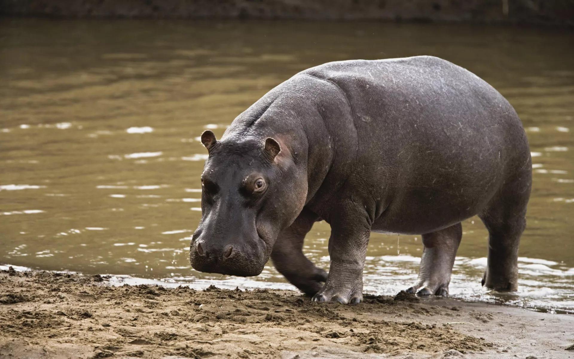 1920x1200 Hippopotamus HD Wallpaper free, Desktop