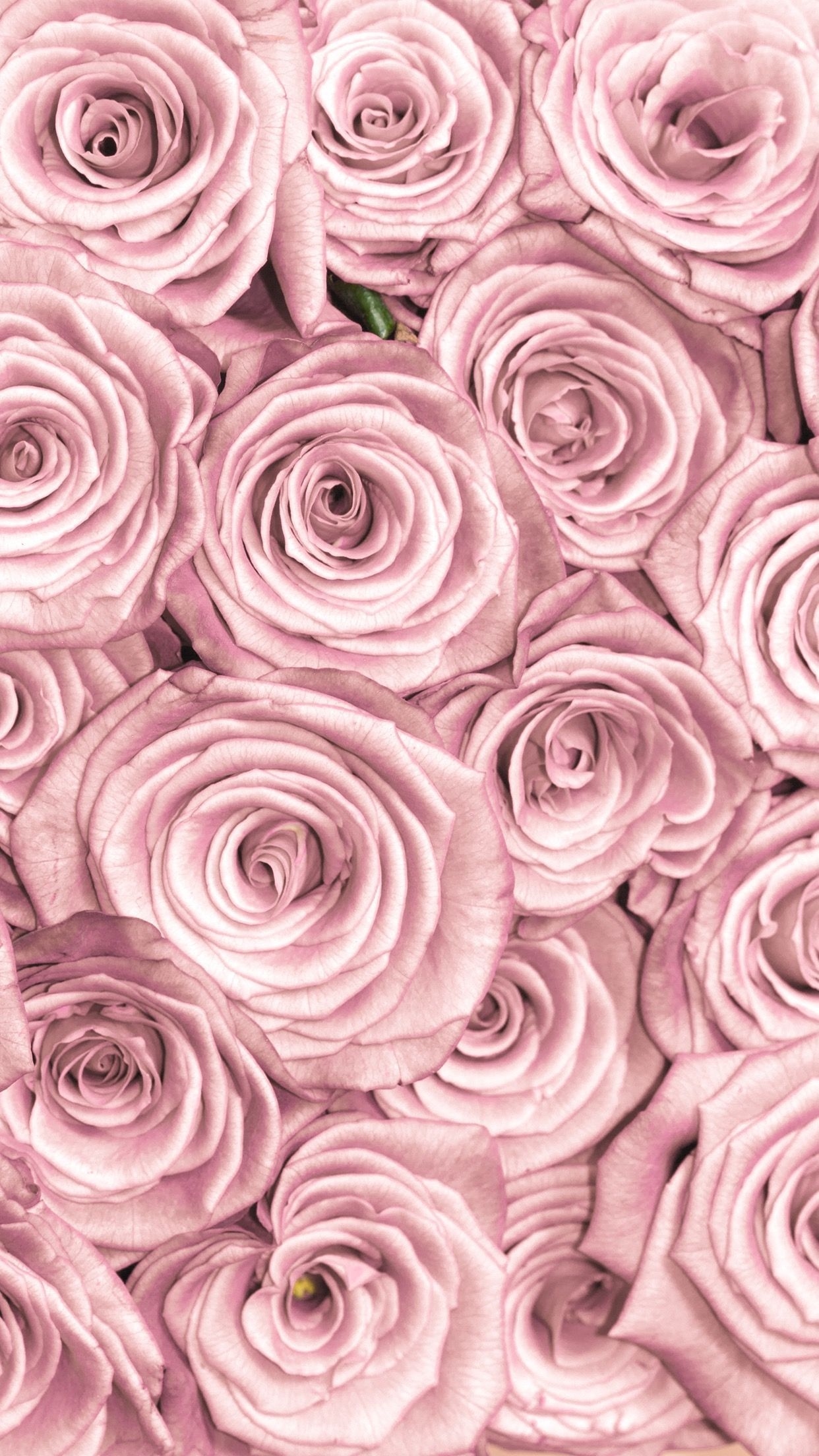 1250x2210 iPhone Background Pink Roses. Rose gold wallpaper, Gold wallpaper, Phone