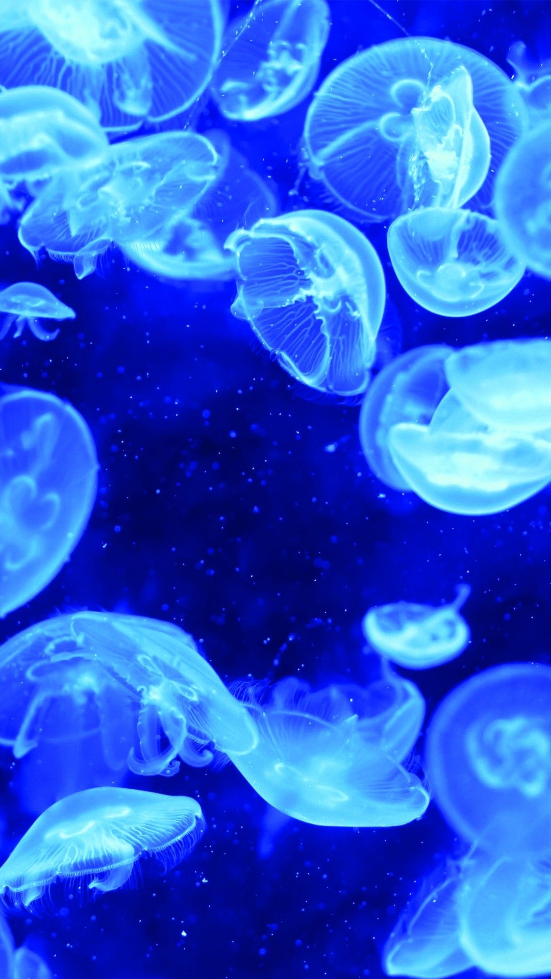 1080x1920 Blue Jellyfish Bioluminescence Android and iPhone Wallpaper Background and Lockscreen. Jellyfish picture, Blue jellyfish, Underwater bubbles, Phone