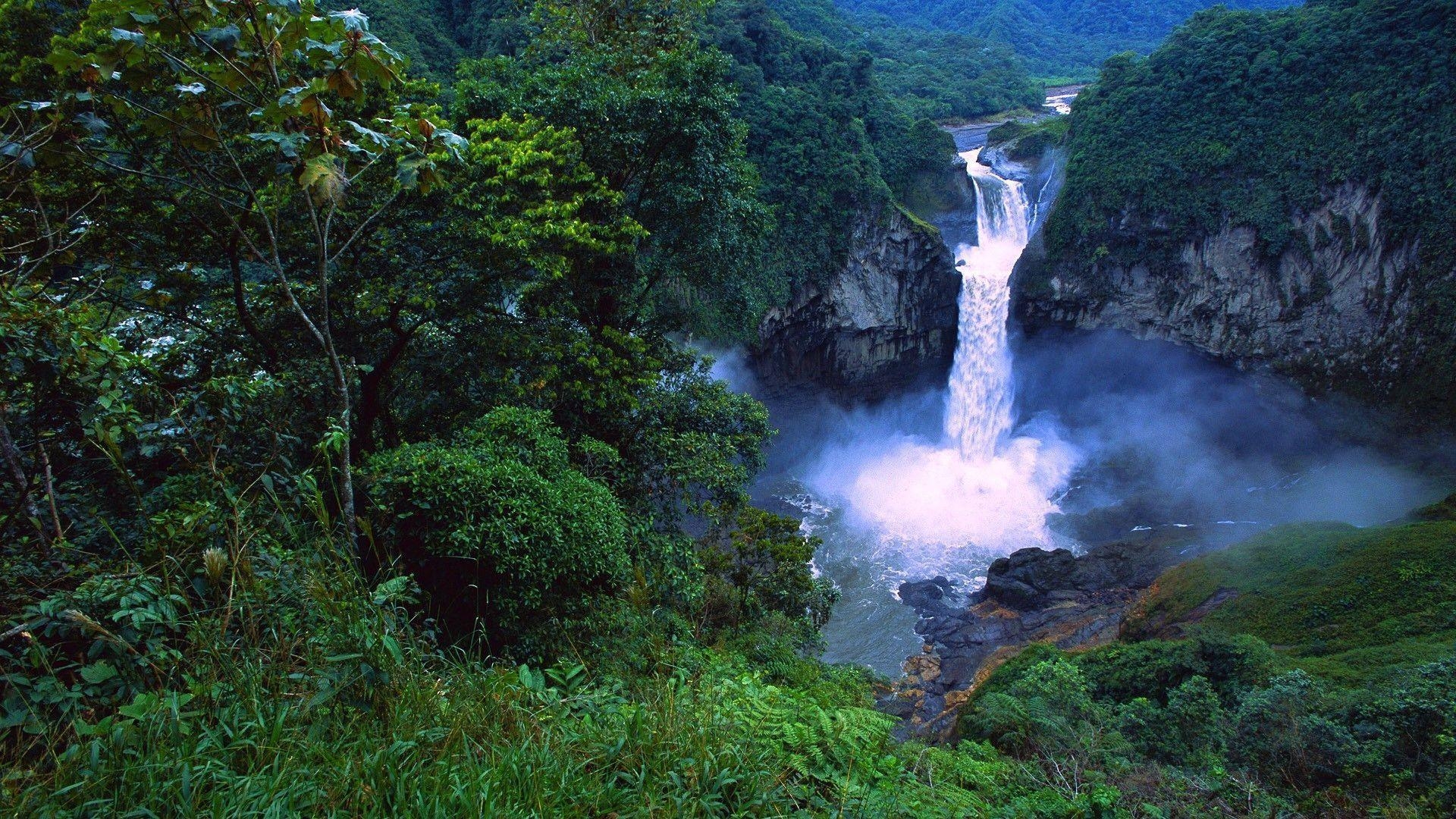 1920x1080 Tropical Forest, Desktop