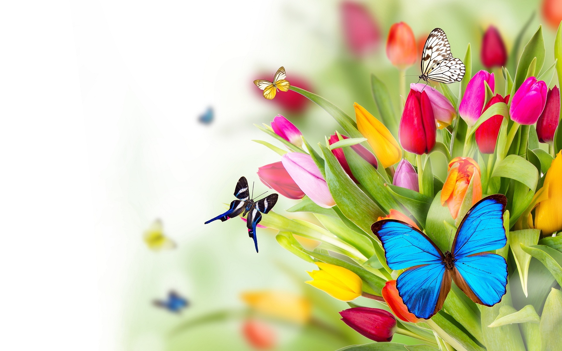 1920x1200 Free download Colorful butterflies on flower garden HD Wallpaper Rocks [] for your Desktop, Mobile & Tablet. Explore Birds & Butterflies Wallpaper. Bird Wallpaper for Home, Spring Flowers and, Desktop