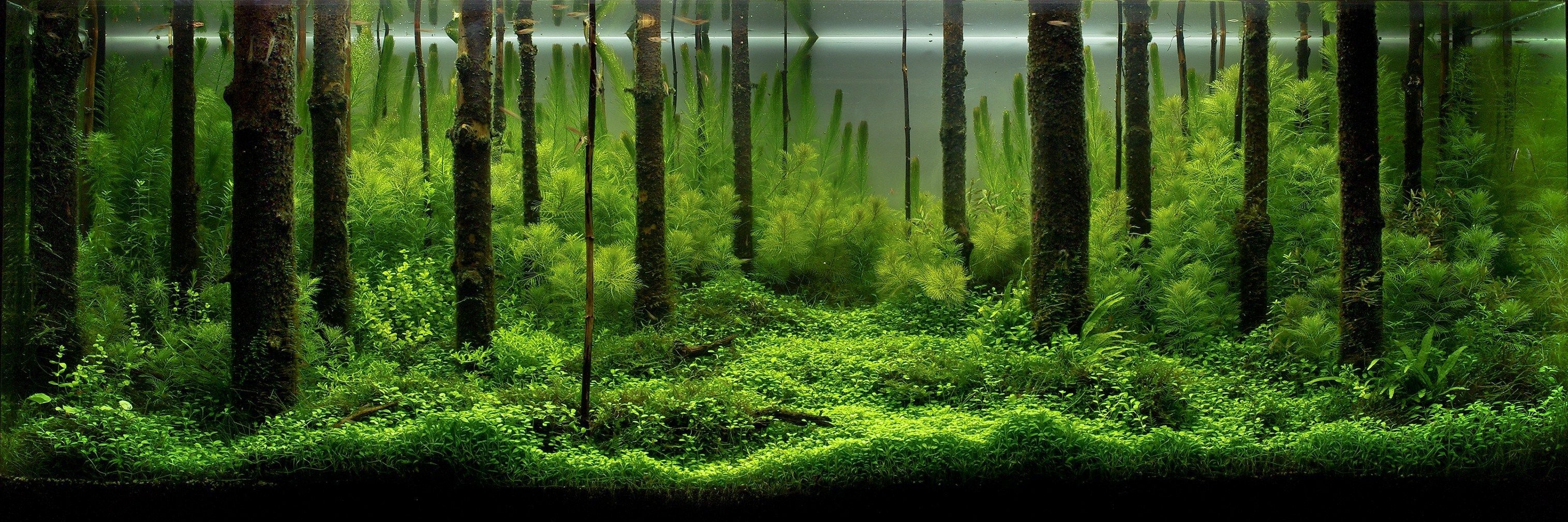 3030x1010 Aquascape design, Nature aquarium, Dual Screen