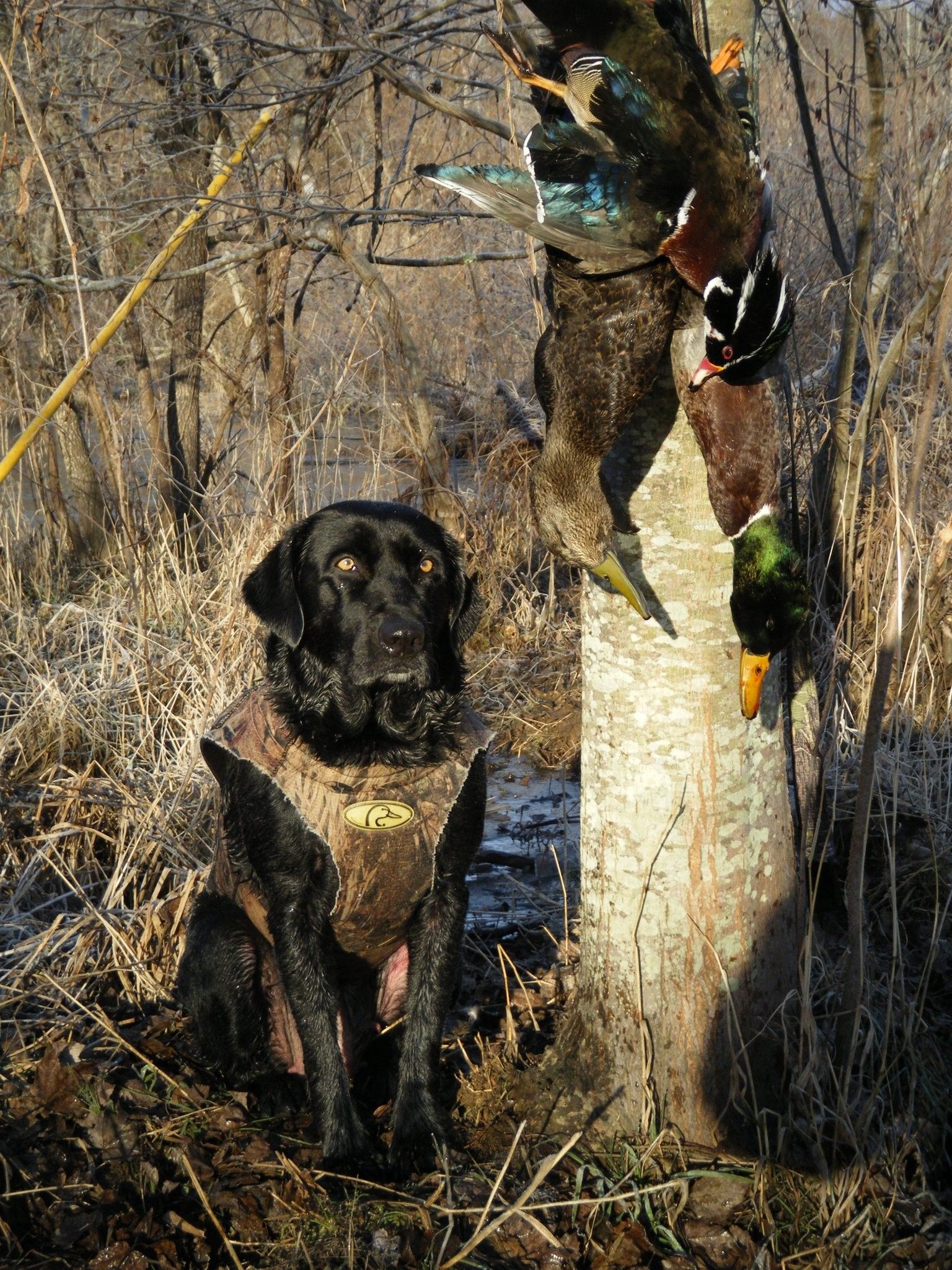 1540x2050 Duck Hunting Background, Phone