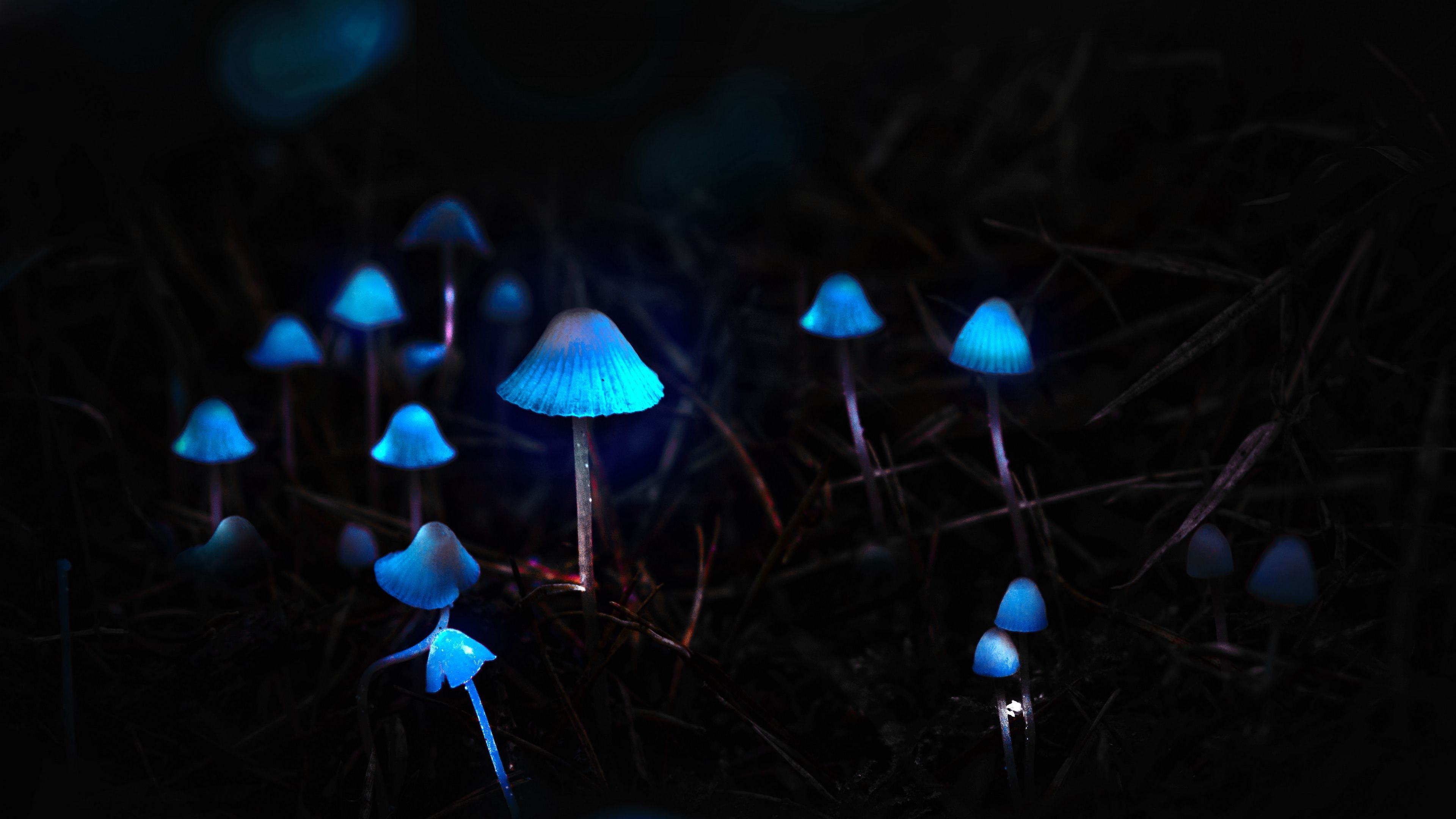 3840x2160 Wallpaper / mushrooms, toadstools, glow, photohop, 4k free download, Desktop