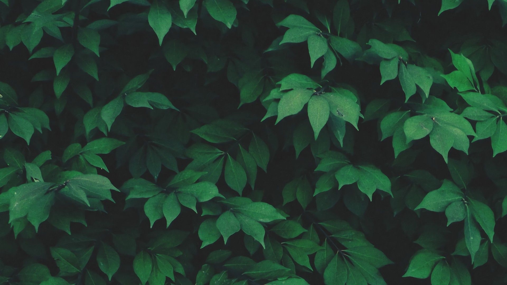 1920x1080 Green Aesthetic Desktop Wallpaper Free Green Aesthetic Desktop Background, Desktop