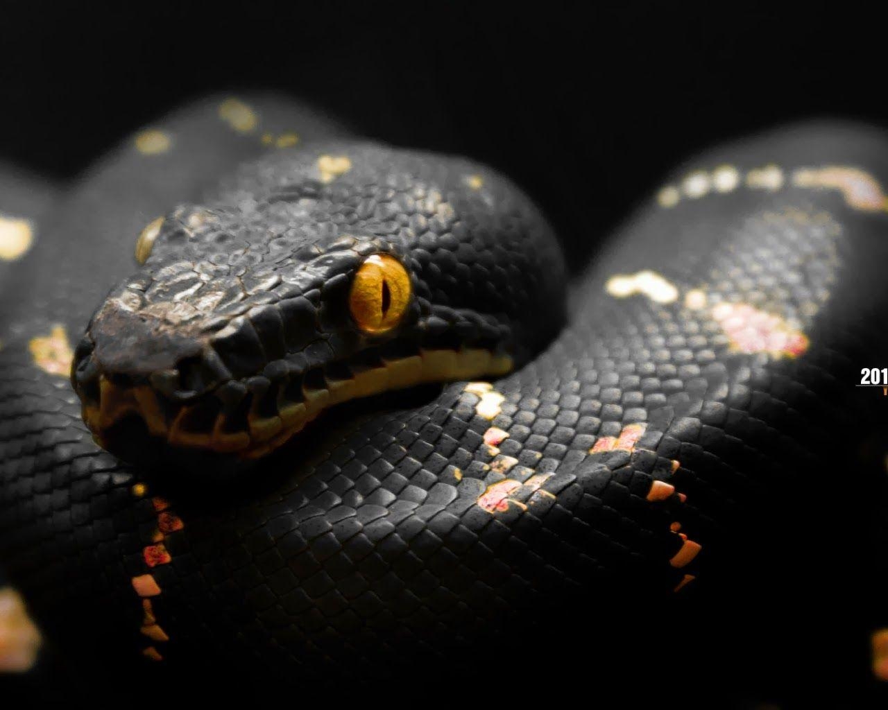 1280x1030 Snakes High Quality Wallpaper. Full HD Desktop Wallpaper, Desktop