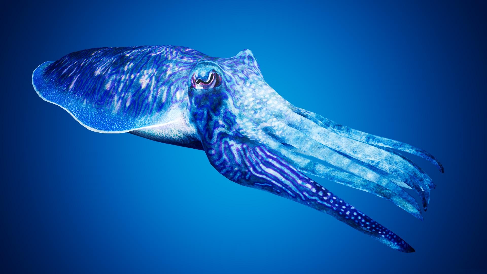 1920x1080 Cuttlefish Camouflage by Davis3D in Characters, Desktop