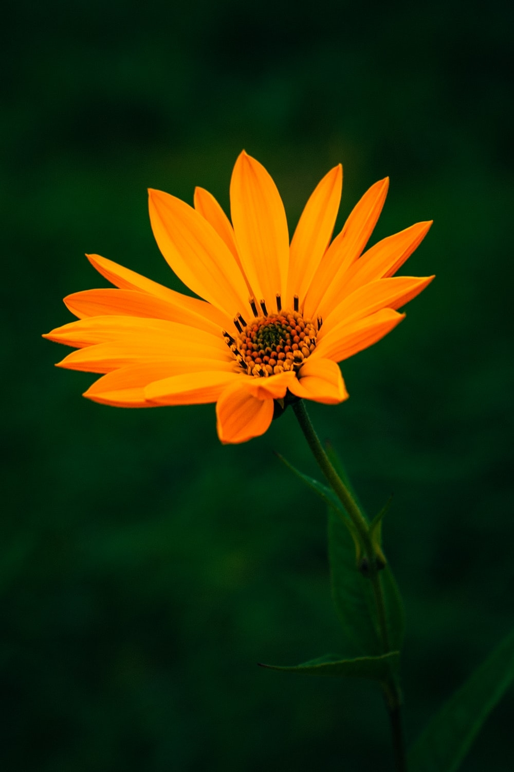 1000x1500 Orange Flower Picture. Download Free Image, Phone