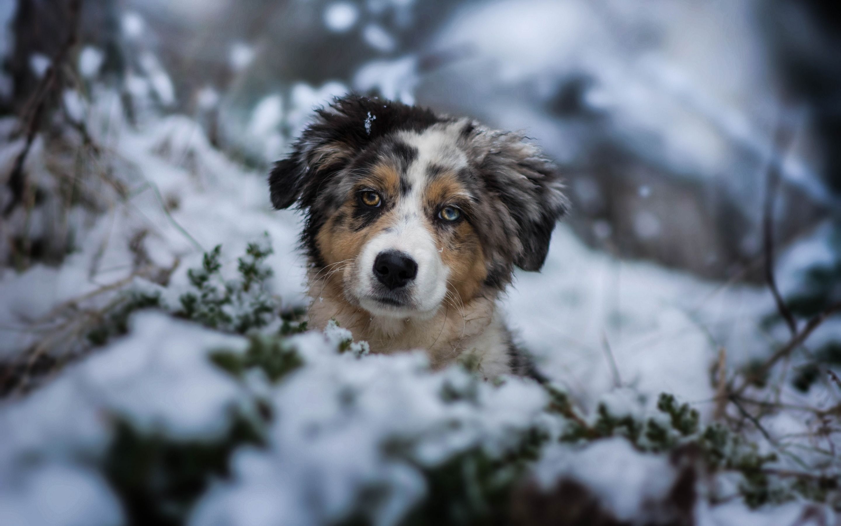 2880x1800 Cute Winter Puppy Wallpaper, Desktop