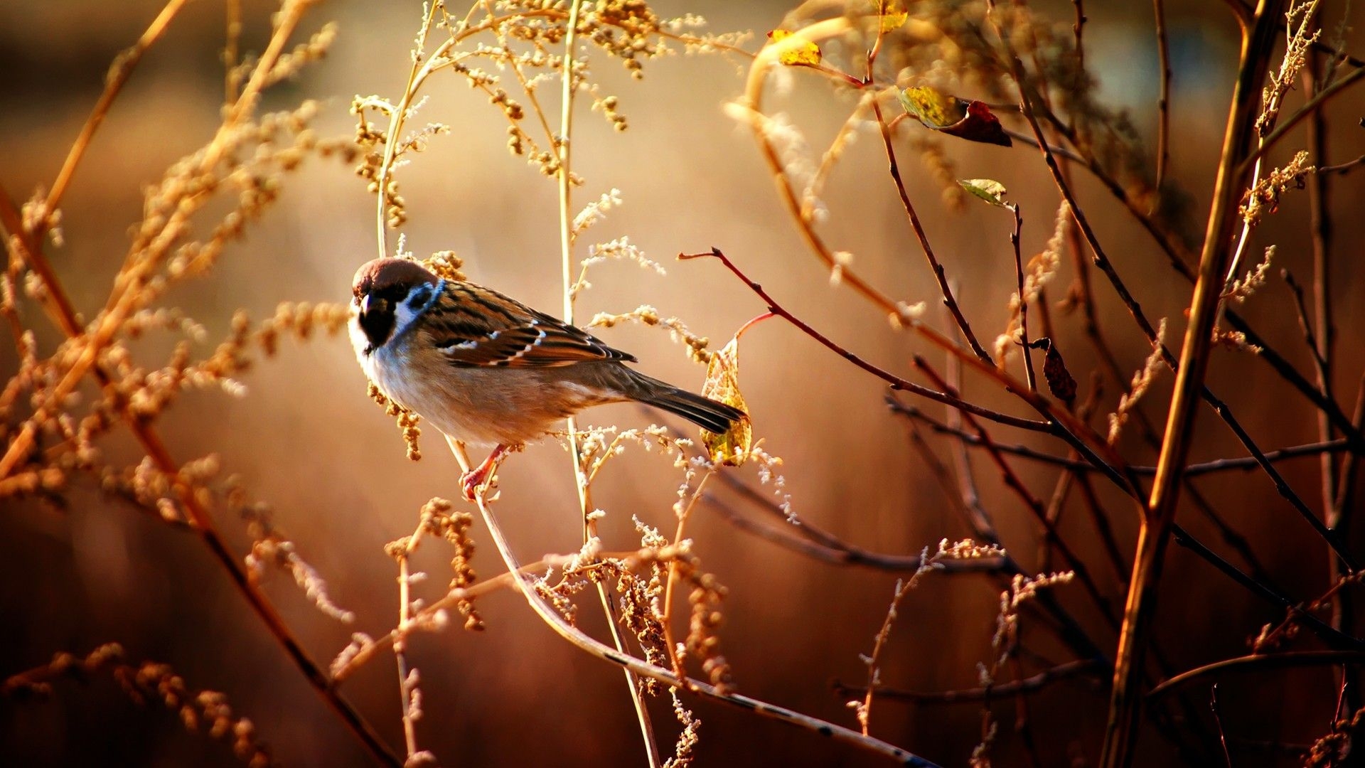 1920x1080 landscapes nature birds sparrow  wallpaper, Desktop