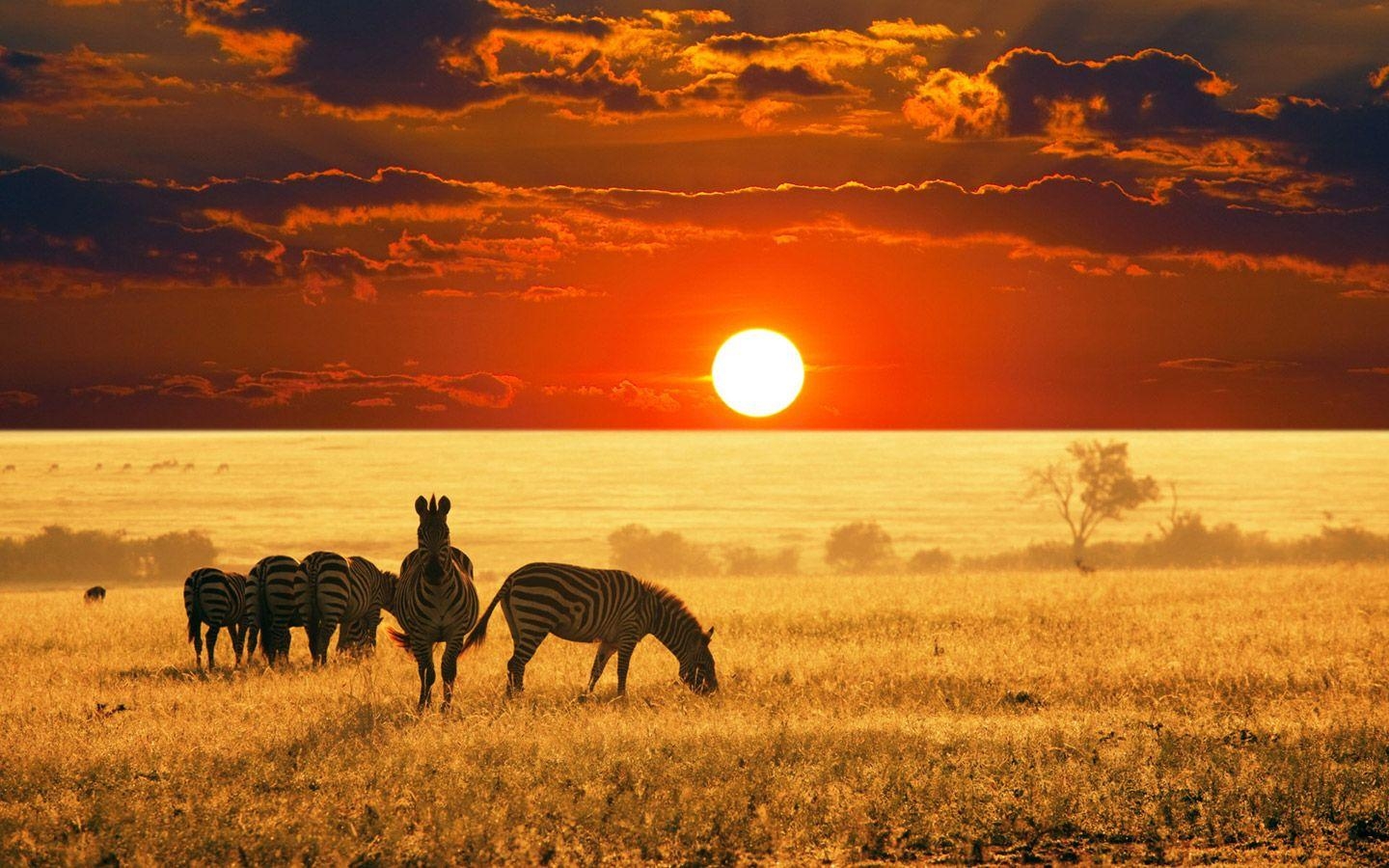 1440x900 BigOryx: African Wallpaper 7, Desktop