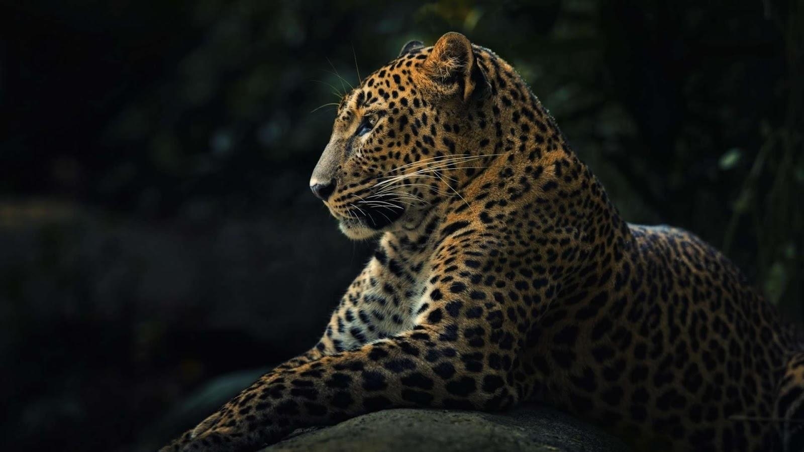 1600x900 Leopard Wallpaper, Desktop