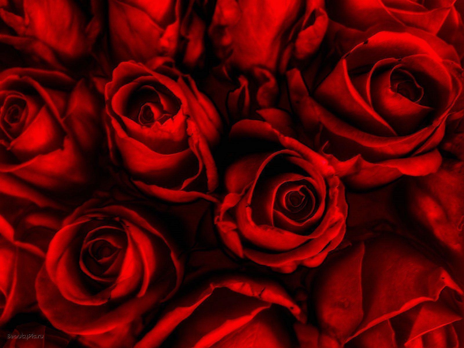 1600x1200 Red Rose HD Wallpaper, Desktop