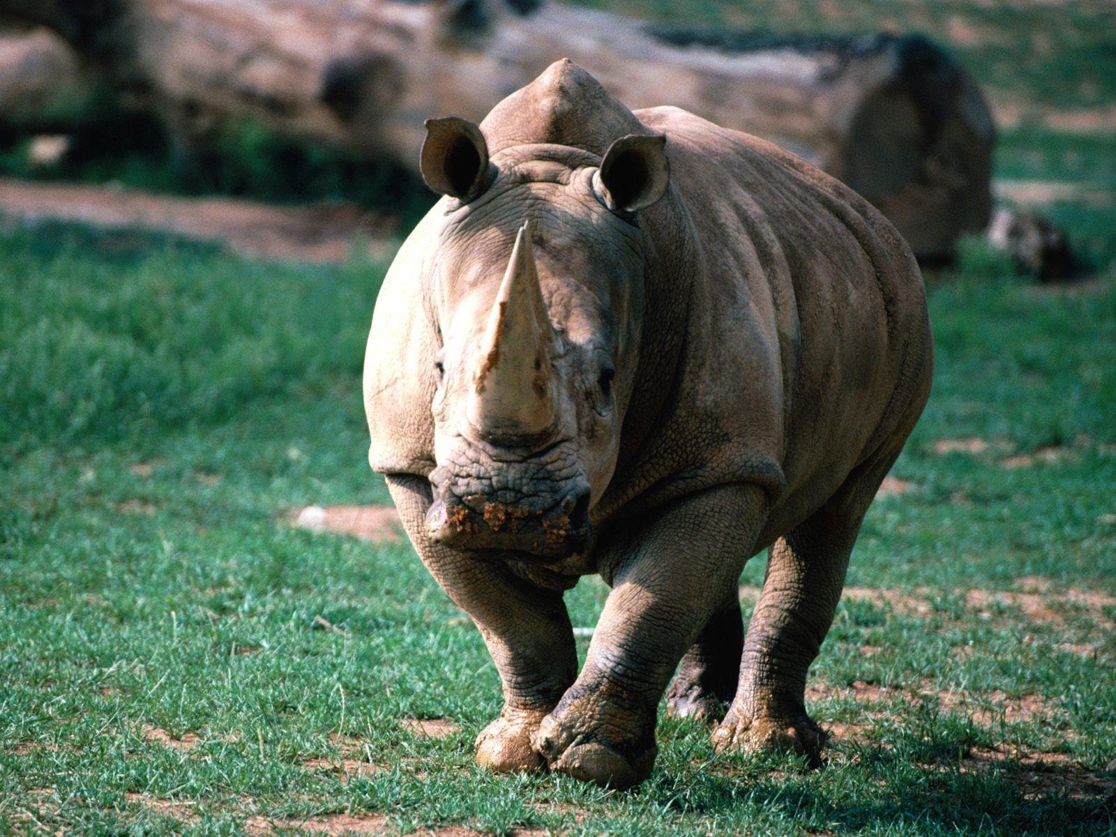 1600x1200 Rhinoceros Wallpaper, Desktop