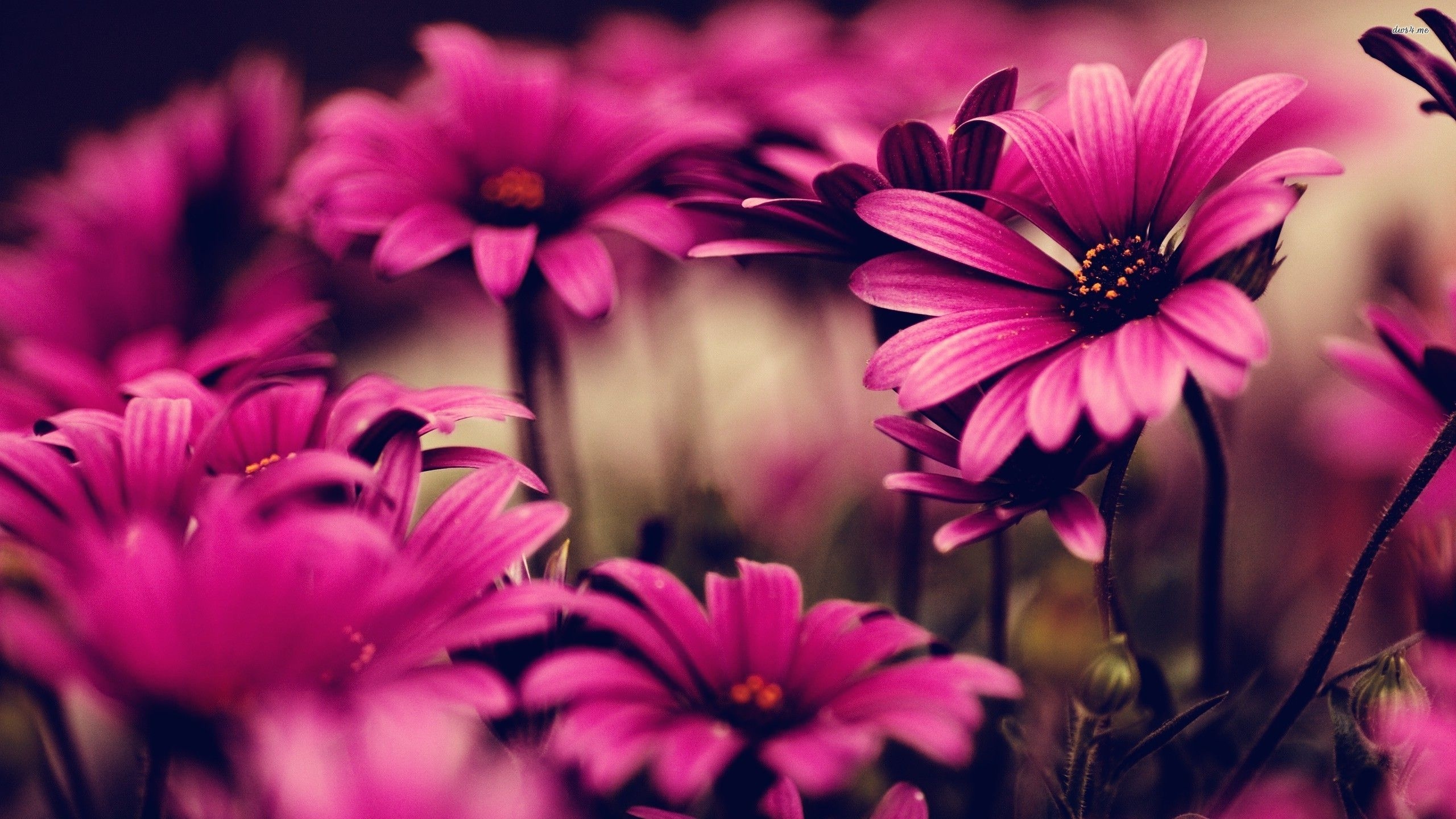 2560x1440 Pics Photo Fb Covers HD Photo HD Flower HD Wallpaper, Desktop