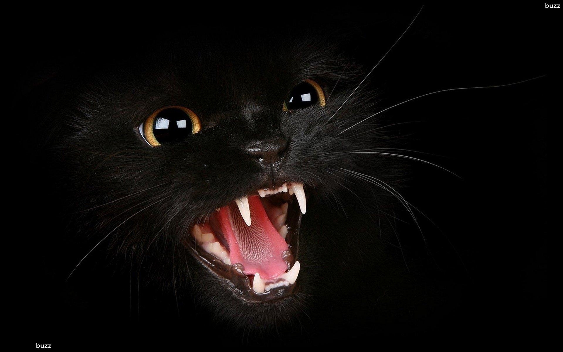 1920x1200 A black cat HD Wallpaper, Desktop