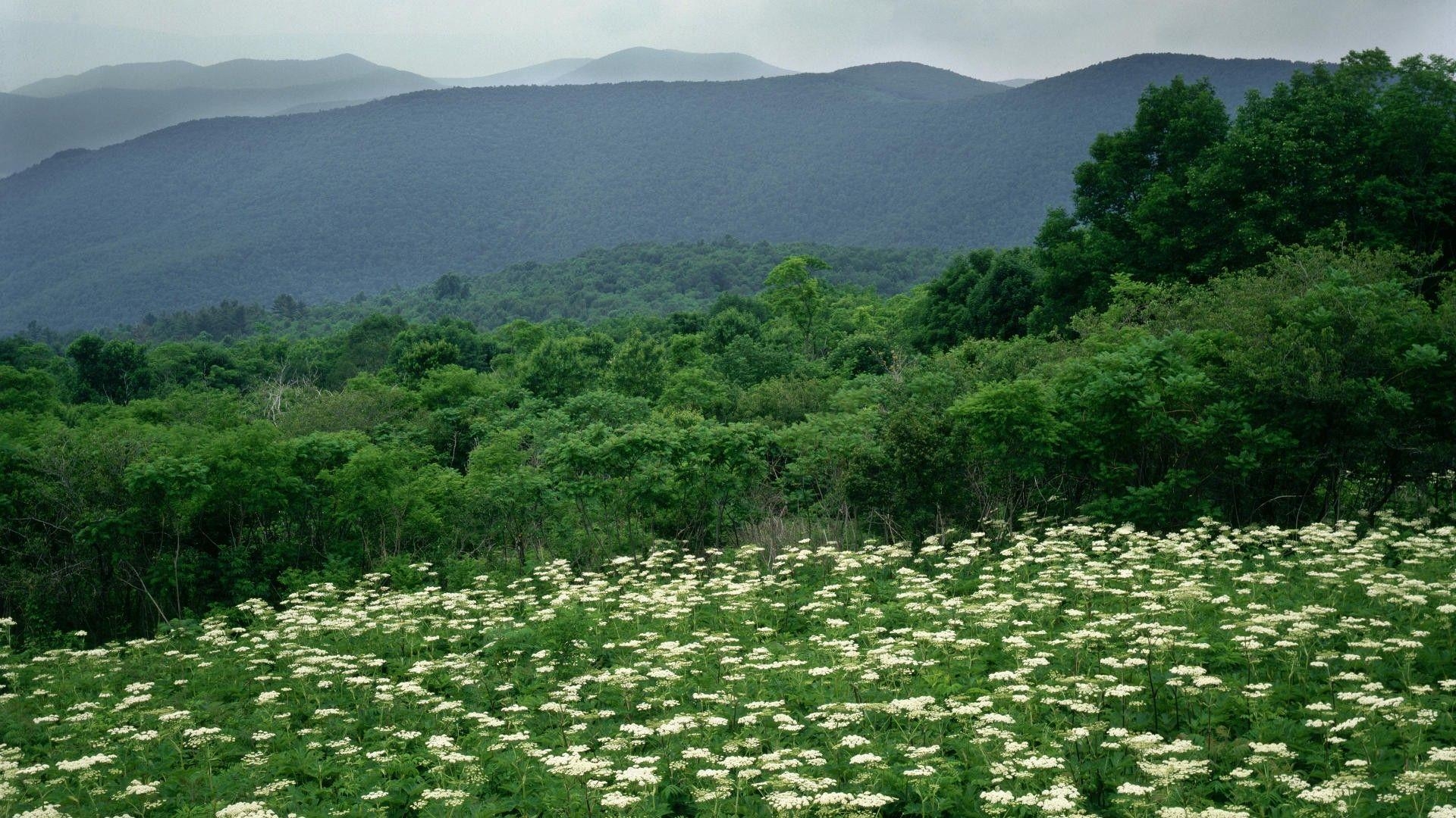 1920x1080 virginia state flower wallpaper, Desktop