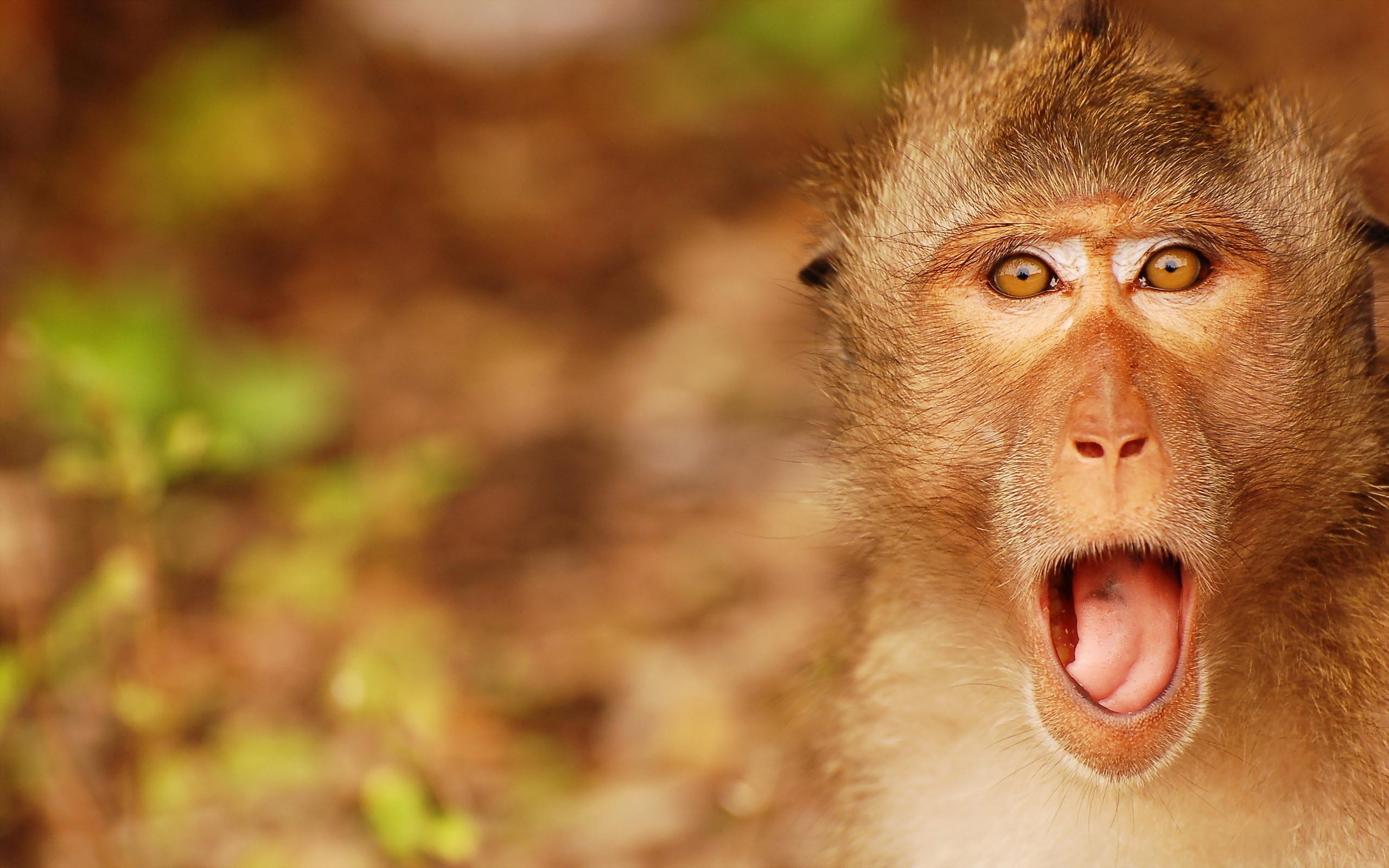 2560x1600 Funny Monkey Wallpaper Desktop, Desktop