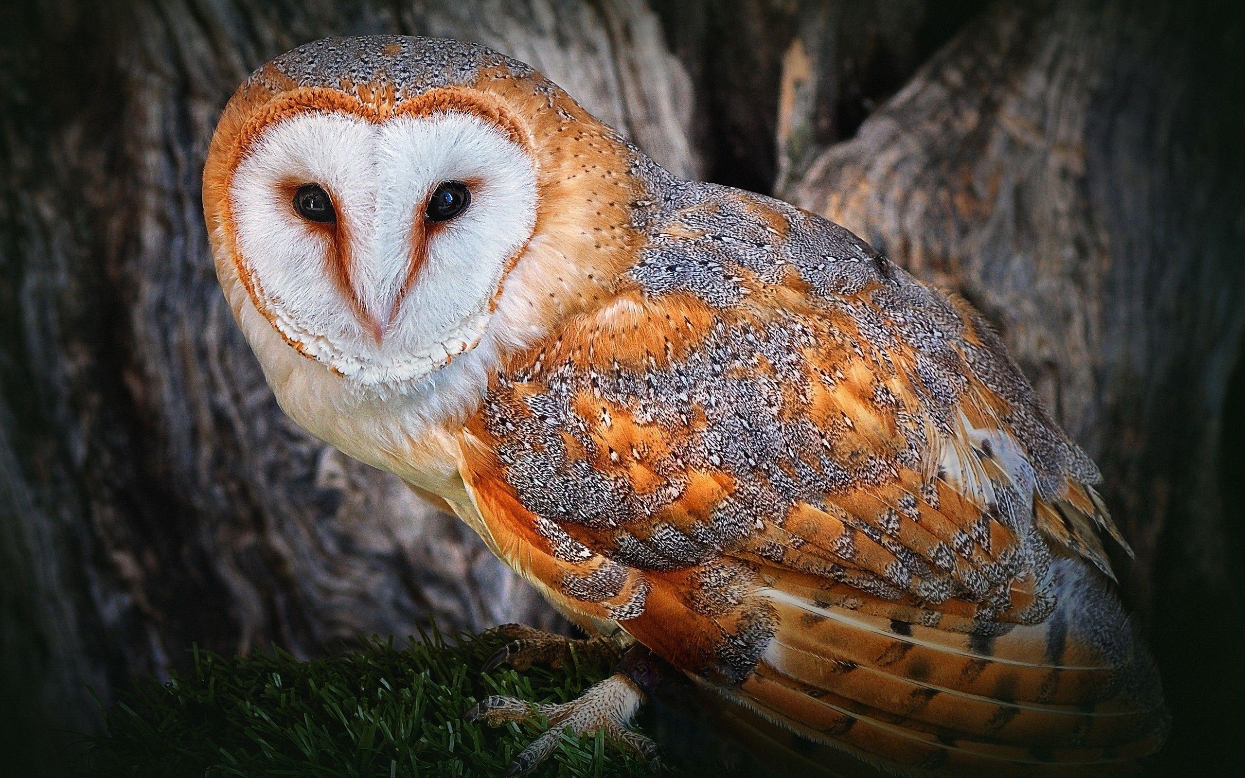 2560x1600 Barn owl Full HD Wallpaper and Backgroundx1600, Desktop