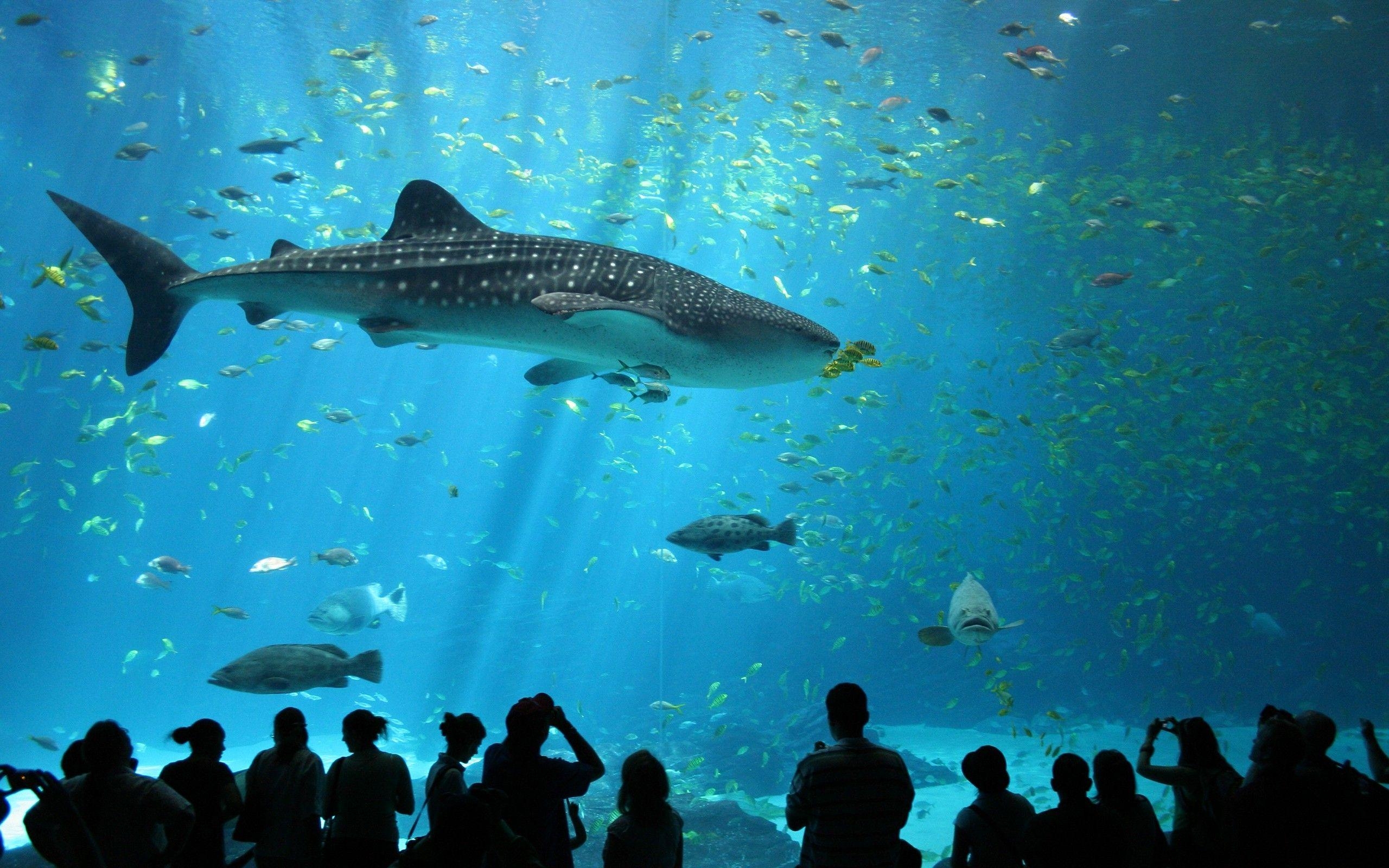 2560x1600 animals, Wildlife, Nature, Sea, Fish, Whale Shark, Shark, Aquarium, Desktop