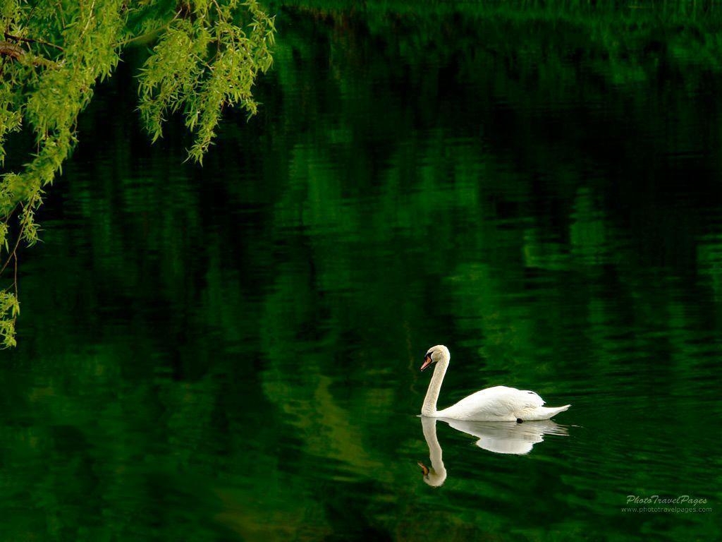 1030x770 Wallpaper Of Swan, Desktop