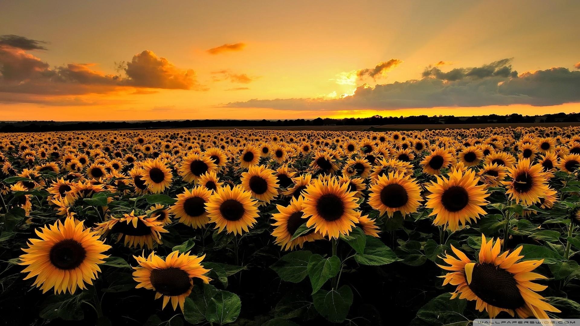 1920x1080 Sunflowers Wallpaper, Desktop