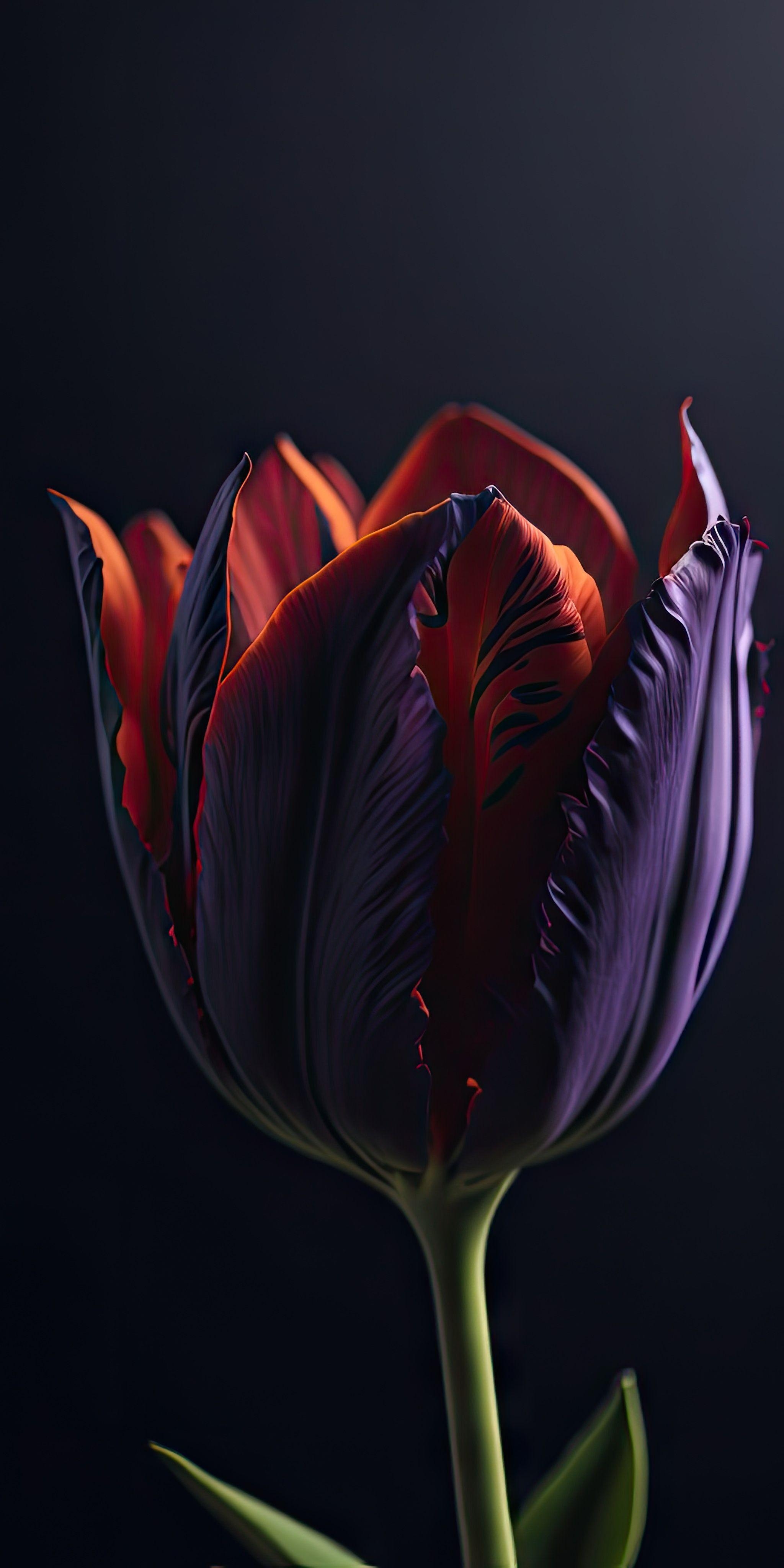 2050x4100 Tulip Flower (by Wallpop), r, Phone