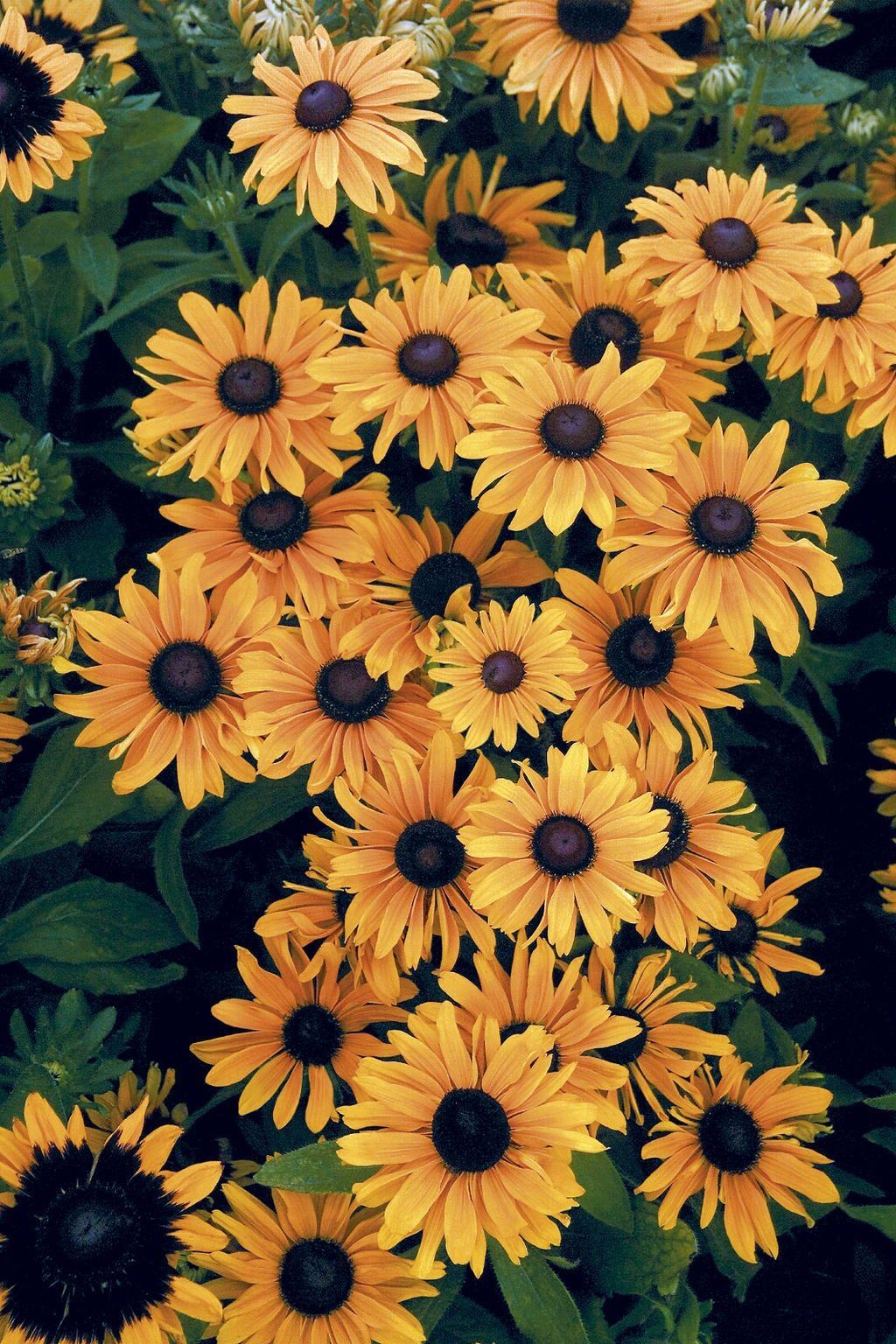 1030x1540 Gardening. Sunflower wallpaper, Phone