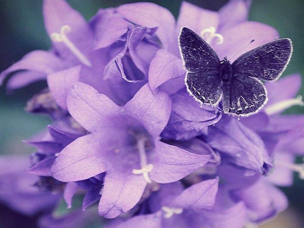 1030x770 Beautiful Purple Flowers HD Wallpaper Wallpaper Inn, Desktop
