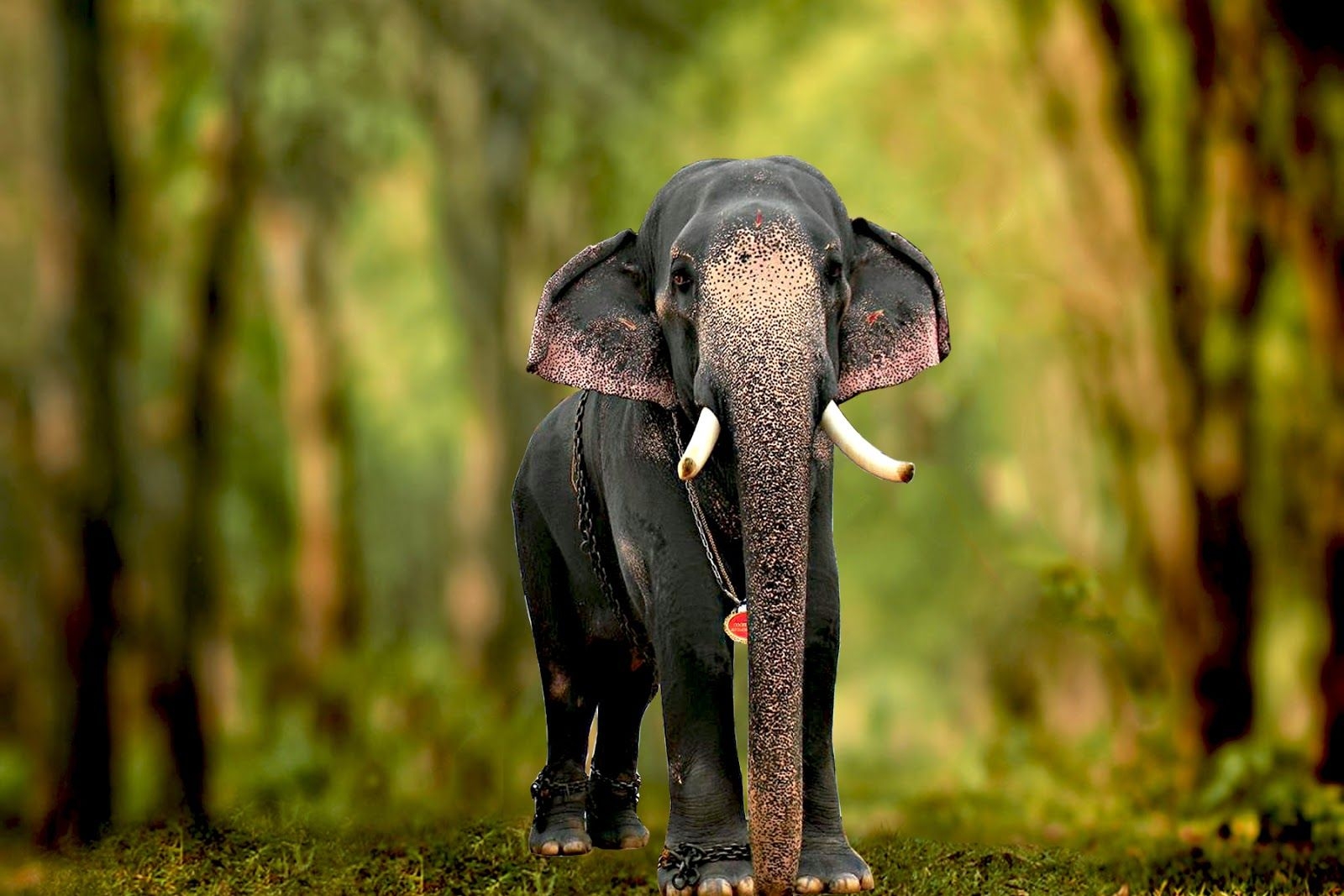 1600x1070 Kerala Elephants Image. Kerala elephants wallpaper HD. Kerala elephant photo and names, Desktop