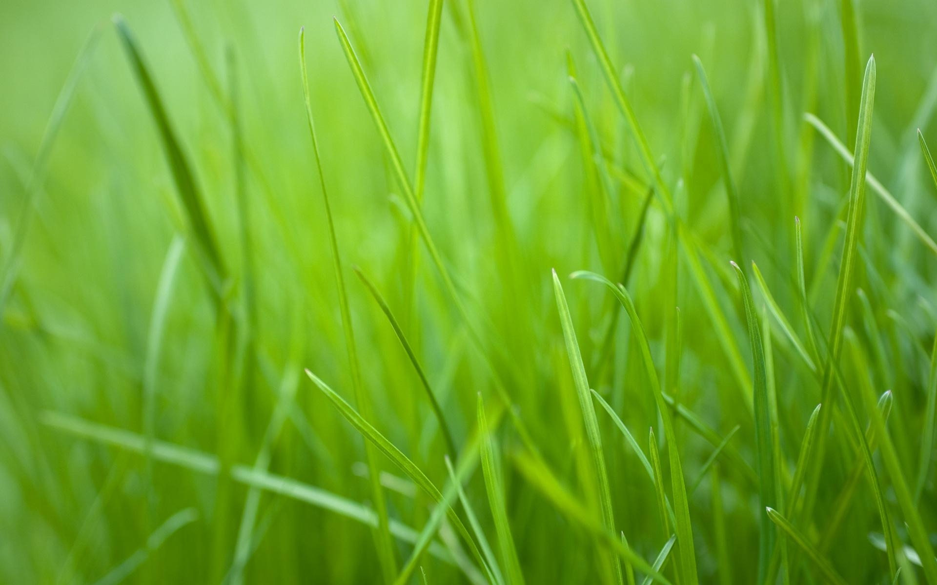 1920x1200 Green Grass HD Wallpaper, Picture, Desktop