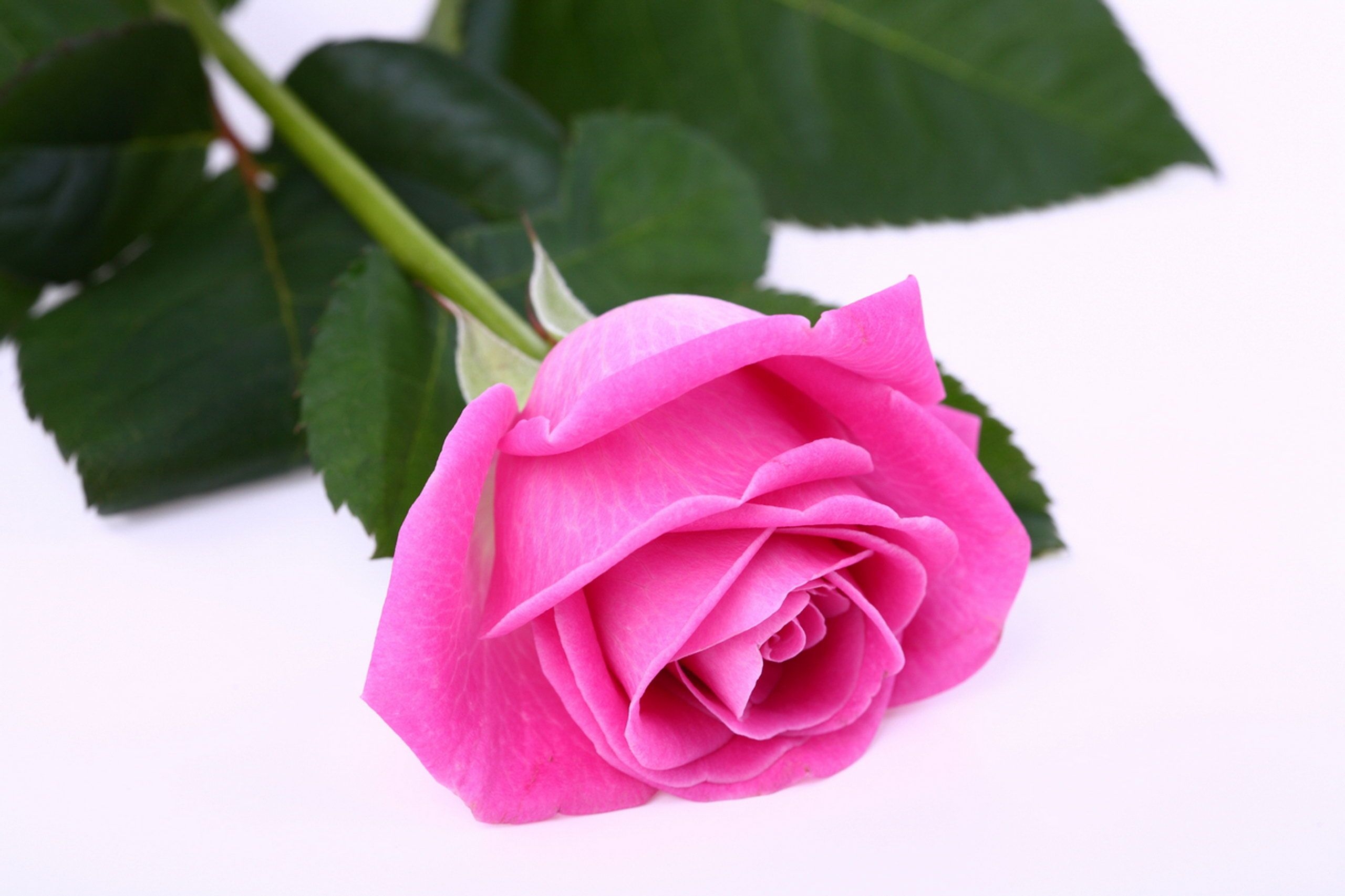 2560x1710 Free Single Pink Rose, Download Free Clip Art, Free Clip Art, Desktop