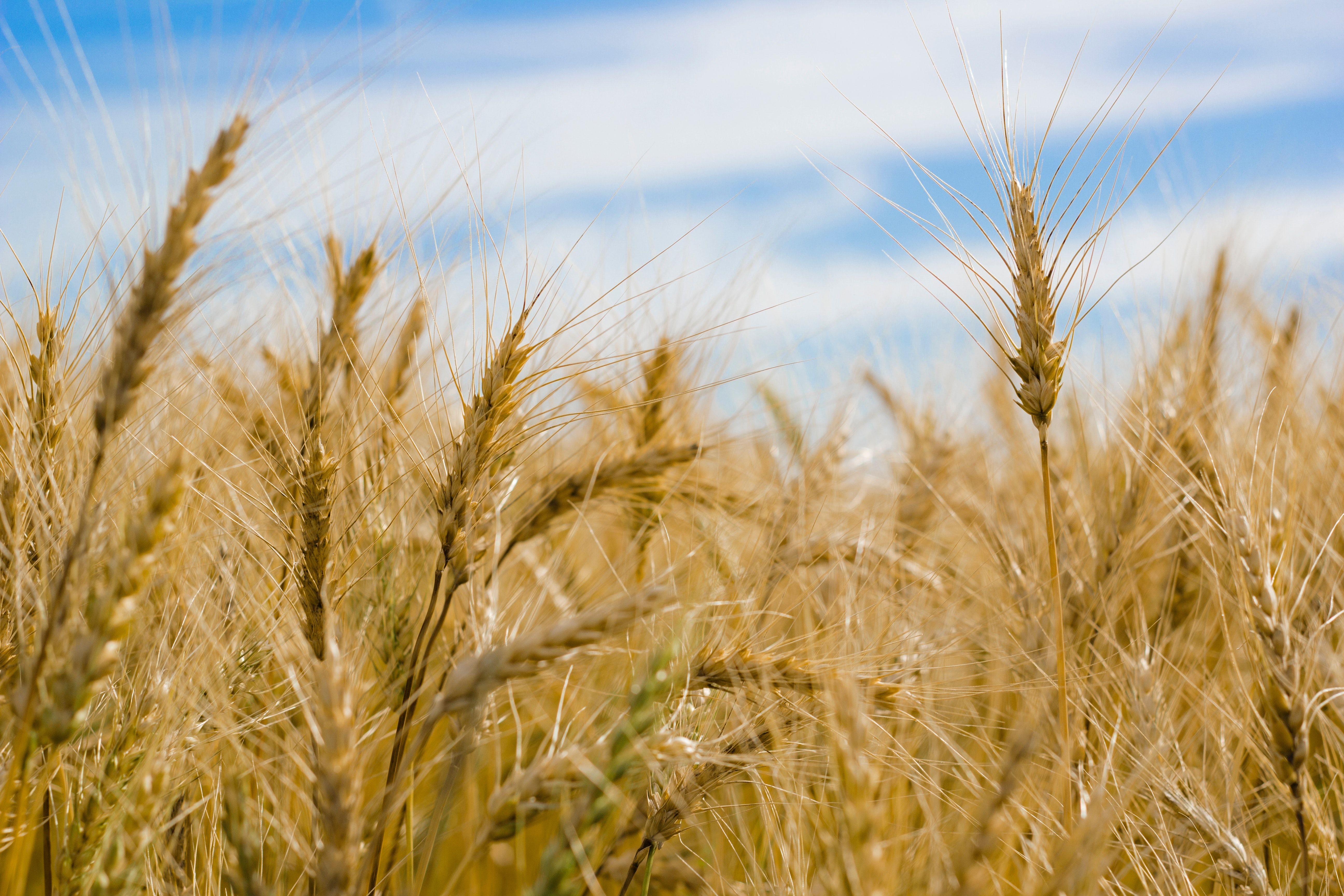 5190x3460 Dry Wheat Farm 2048x1152 Resolution HD 4k Wallpaper, Image, Background, Photo and Picture, Desktop