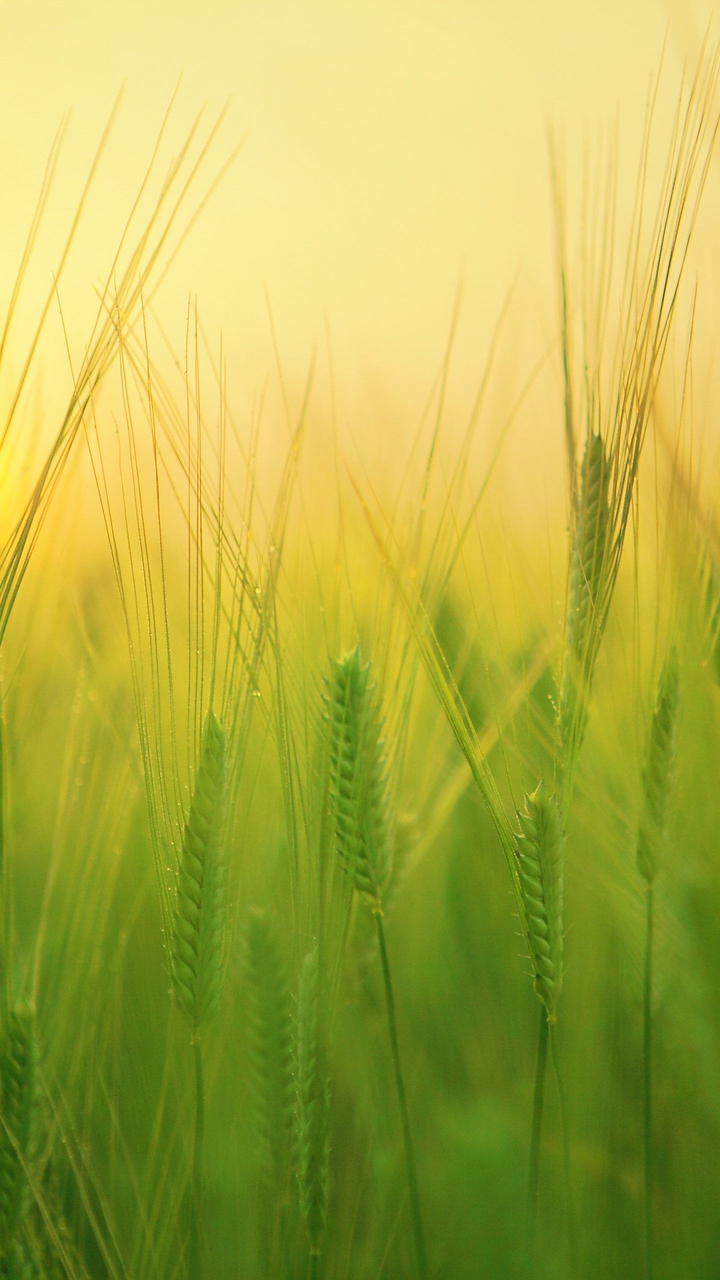 1440x2560 Green 4k Wallpaper For Mobile, Phone