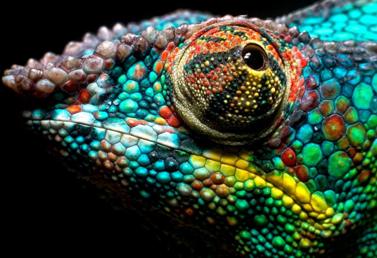 1230x850 Chameleon Wallpaper. All HD Wallpaper Gallery, Desktop