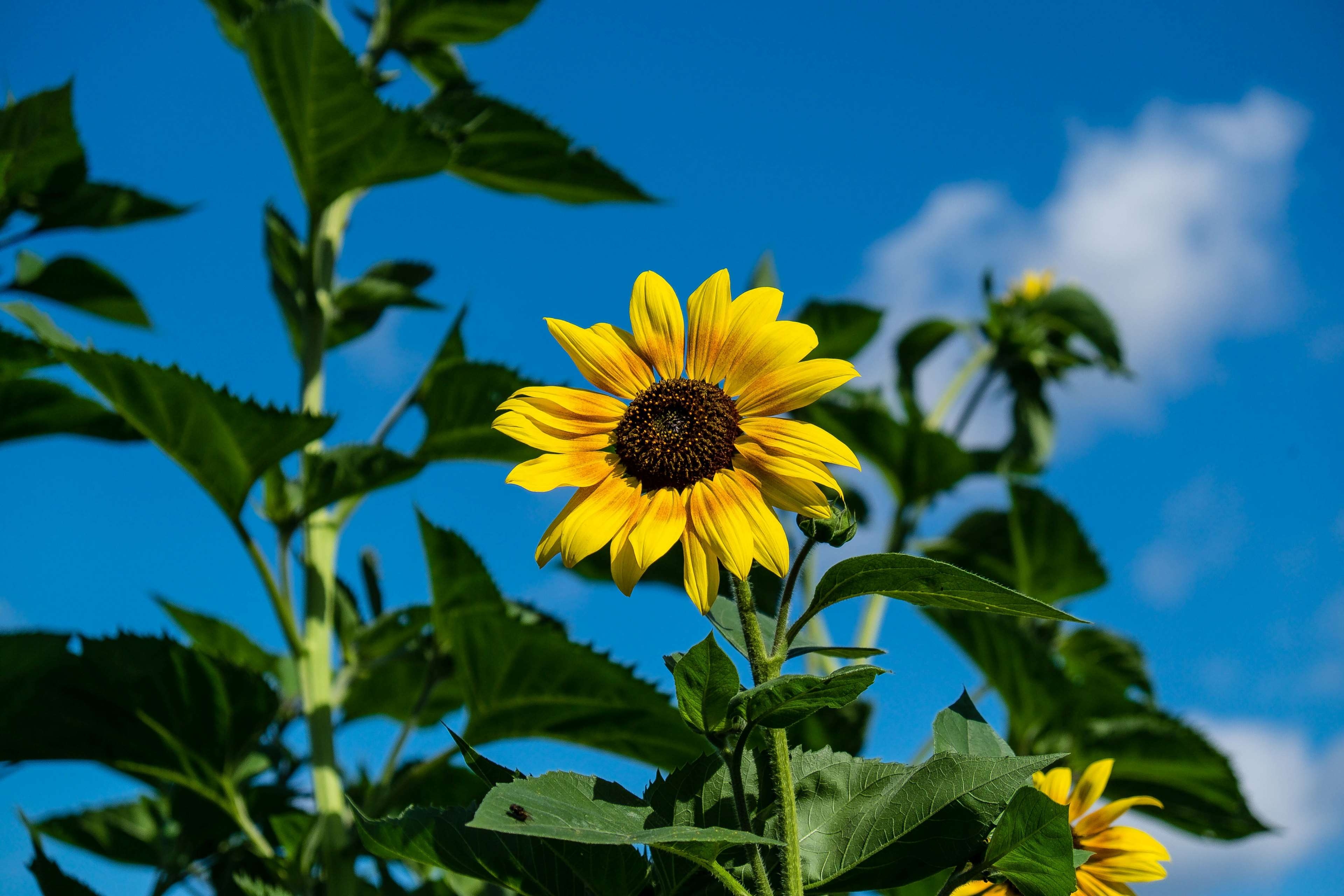 3840x2560 flower, flower wallpaper, sunflower 4k wallpaper, Desktop