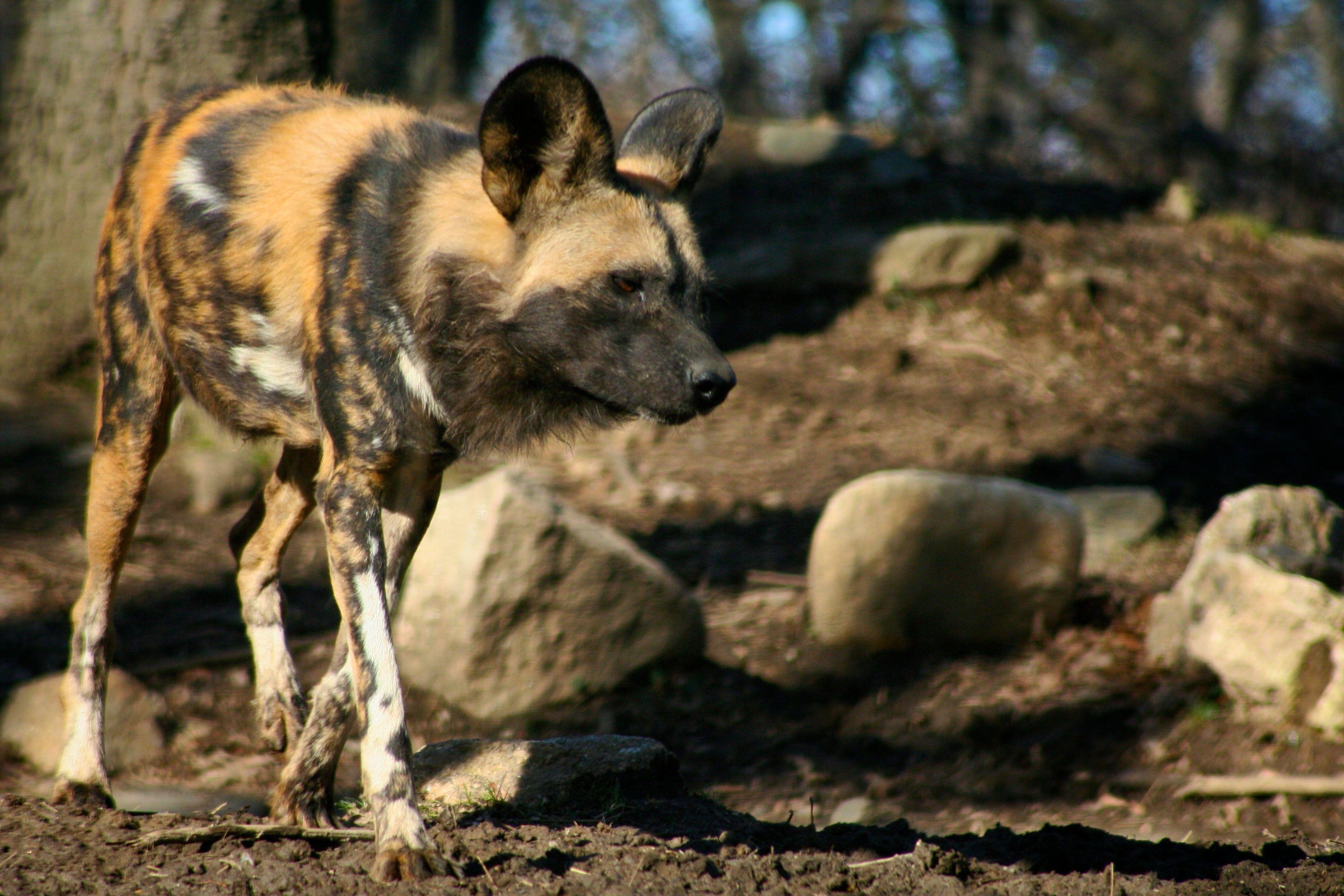 3460x2310 Wild Dog Wallpaper, Desktop