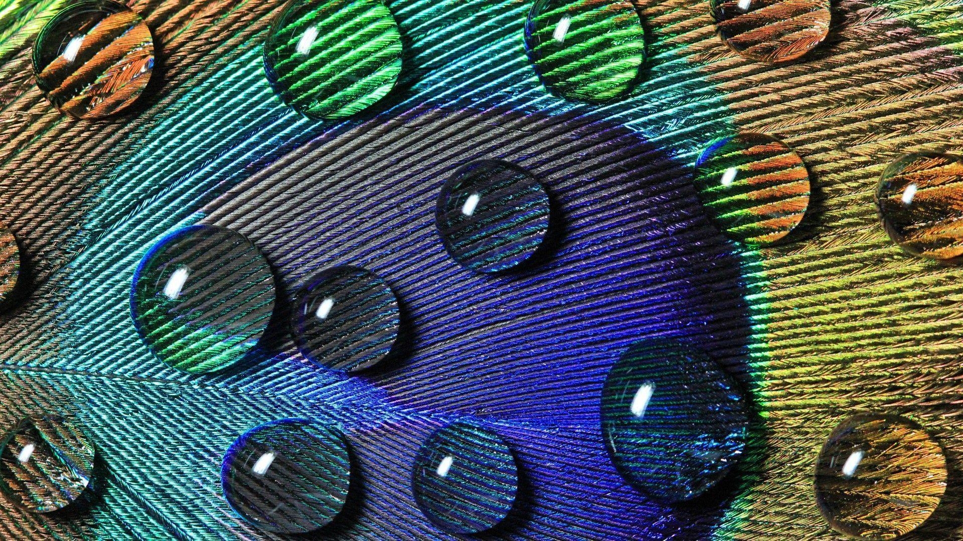 1920x1080 HD Peacock Wallpaper. Wallpaper, Background, Image, Art Photo, Desktop