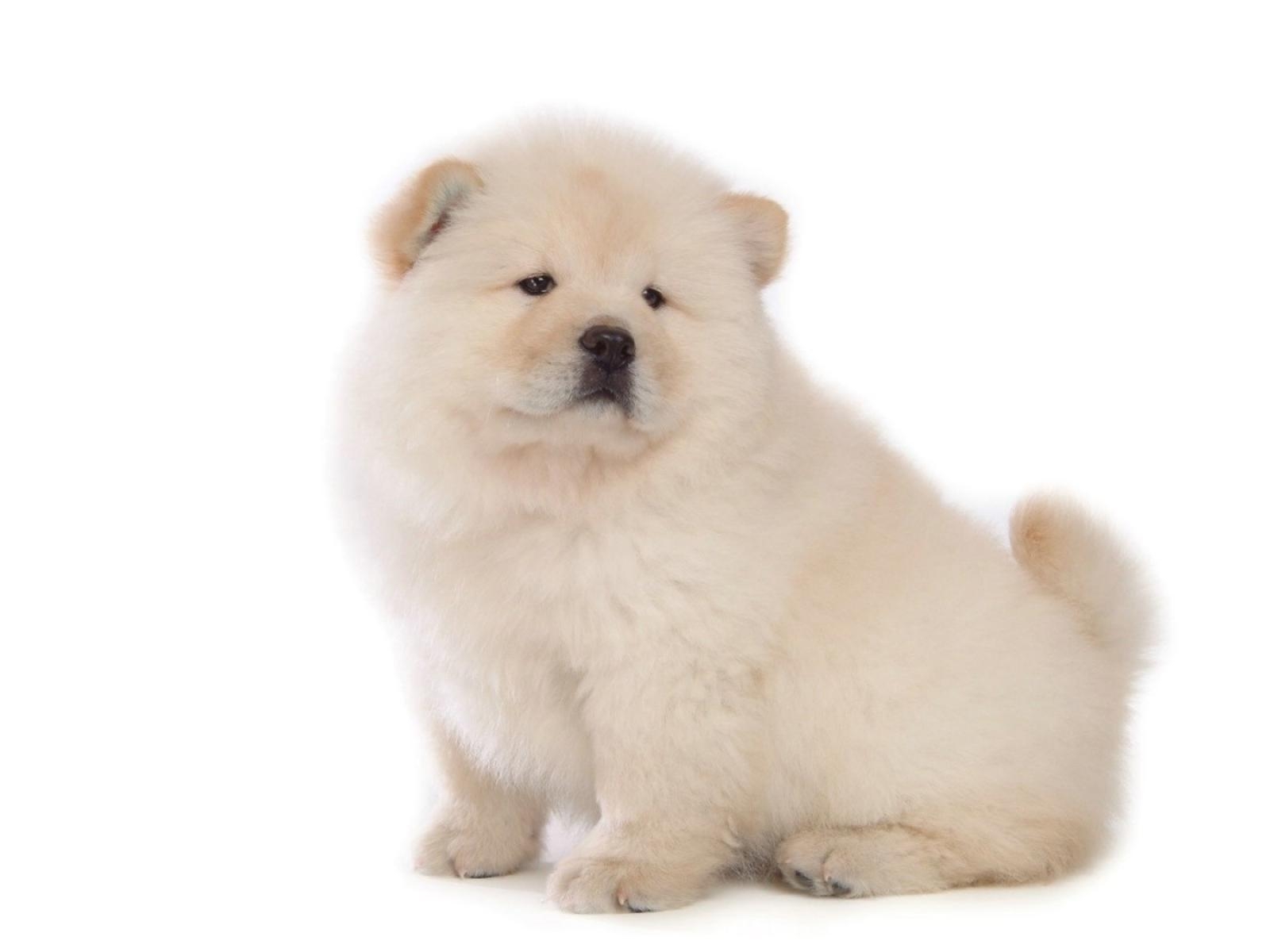 1600x1200 Chow Chow HD Wallpaper, Desktop
