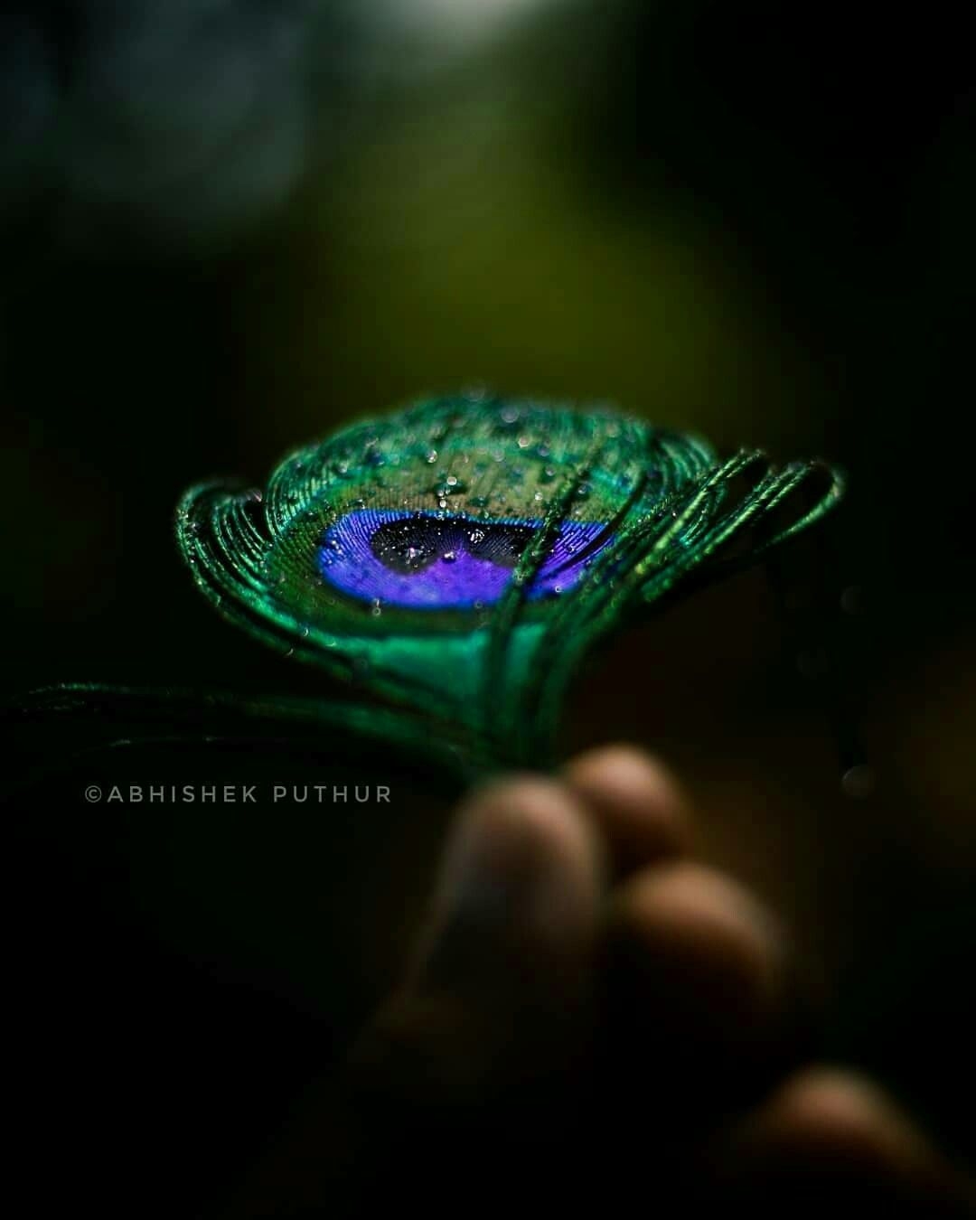 1080x1350 Eye of the Peacock. Lord krishna image, Peacock feather art, Dream photography, Phone