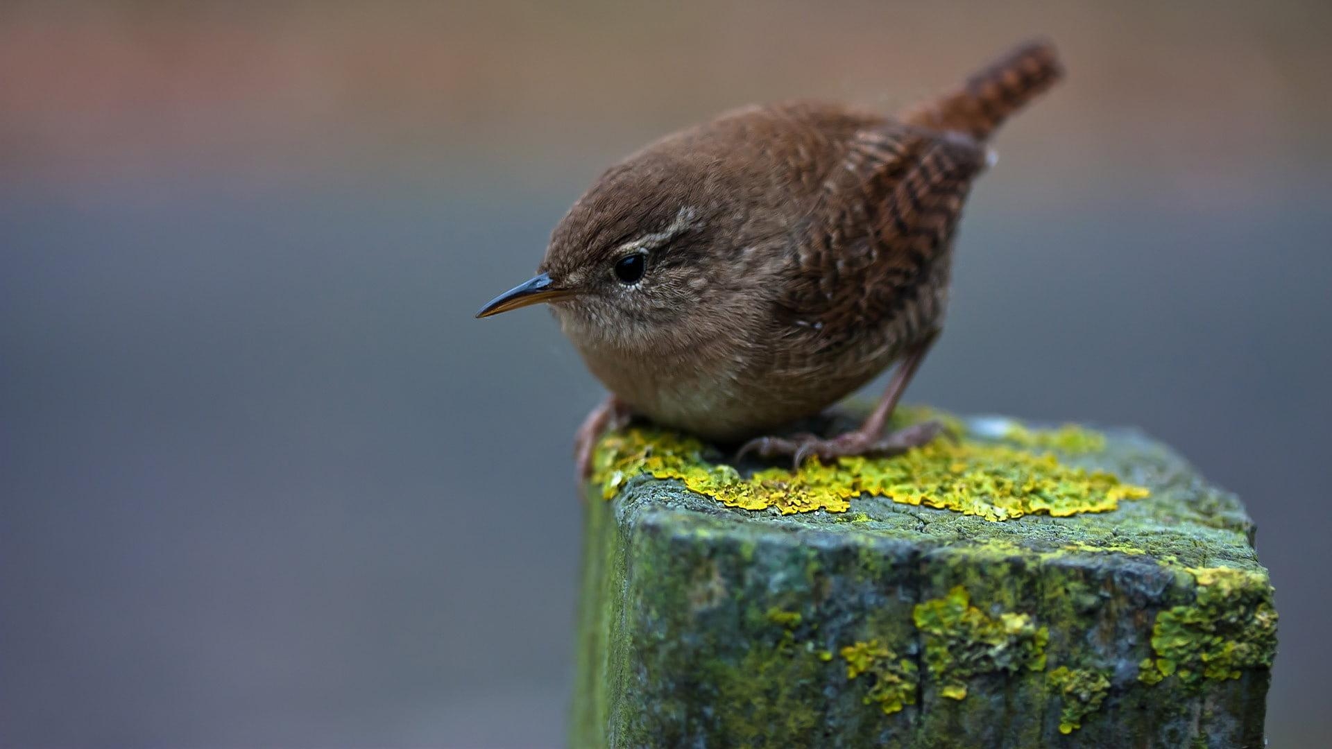 1920x1080 Closeup photgraphy of brown Wren HD wallpaper, Desktop