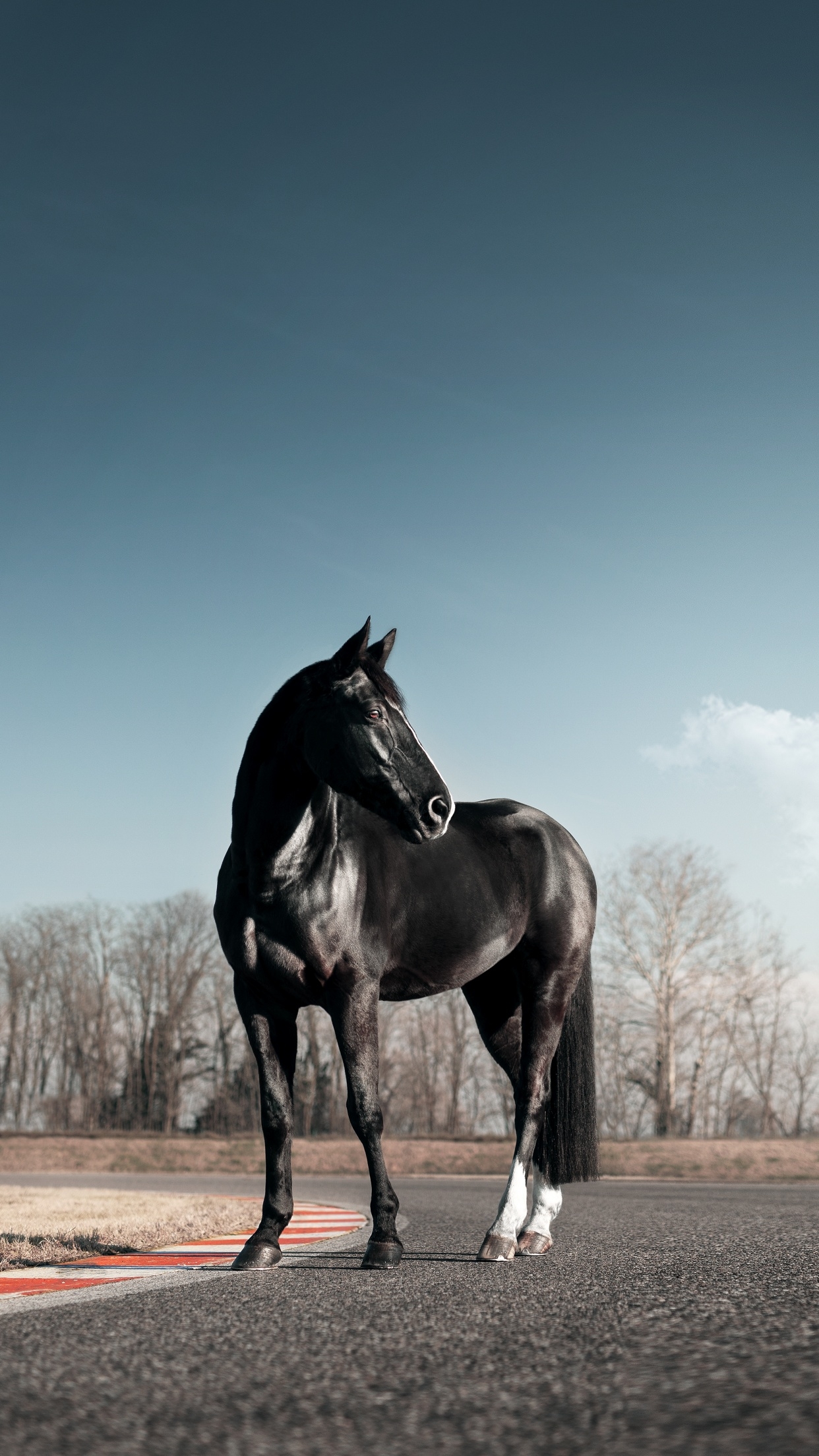 1250x2210 Black horse Wallpaper 4K, Race track, Phone