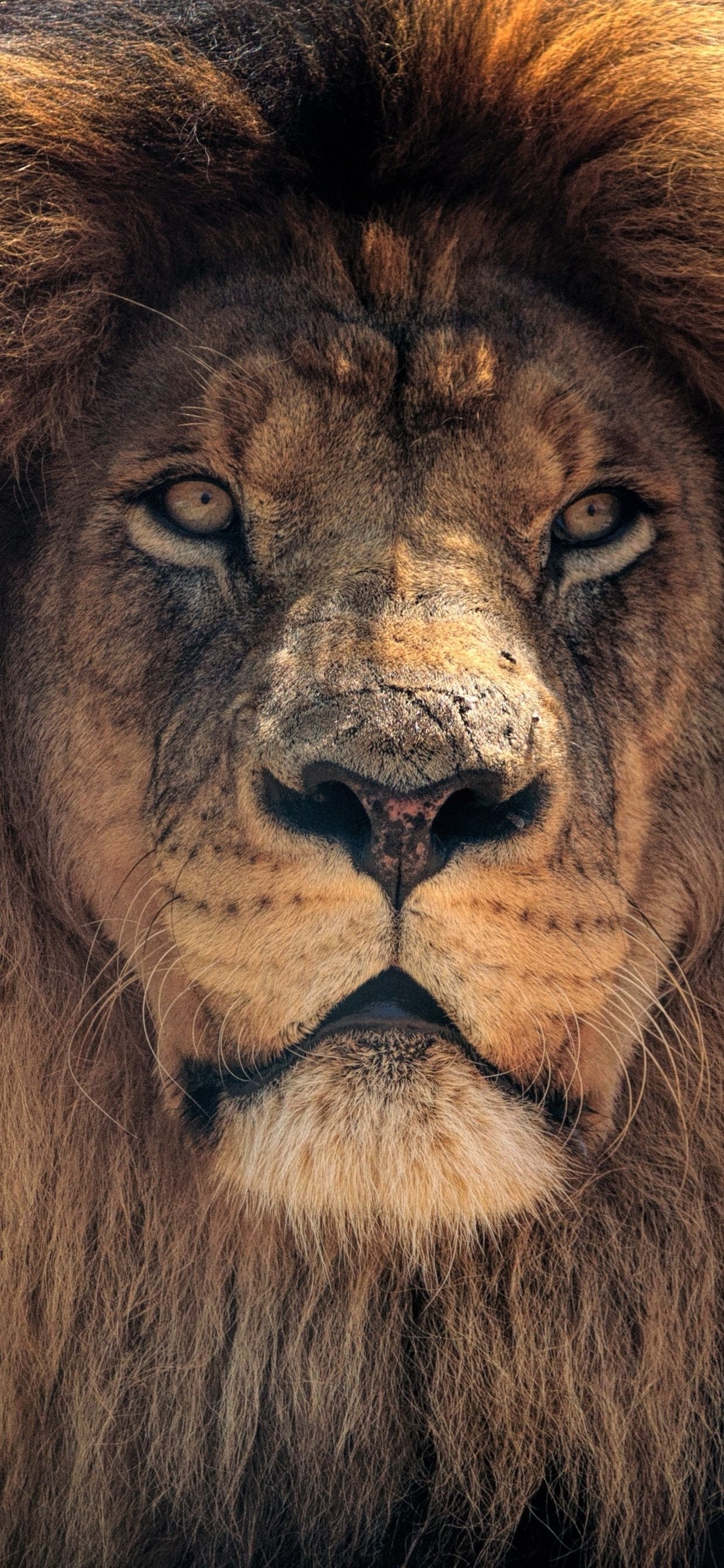 1250x2690 4k Lion HD iPhone XS MAX HD 4k Wallpaper, Image, Background, Photo and Picture, Phone